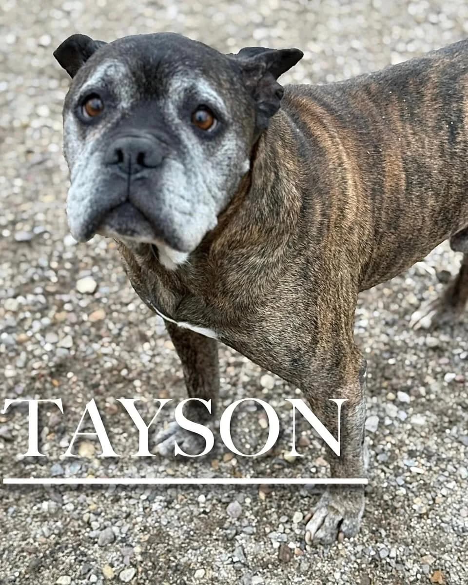 TAYSON, male senior Pit Bull Terrier for adoption at DogHorseCity, Toledo