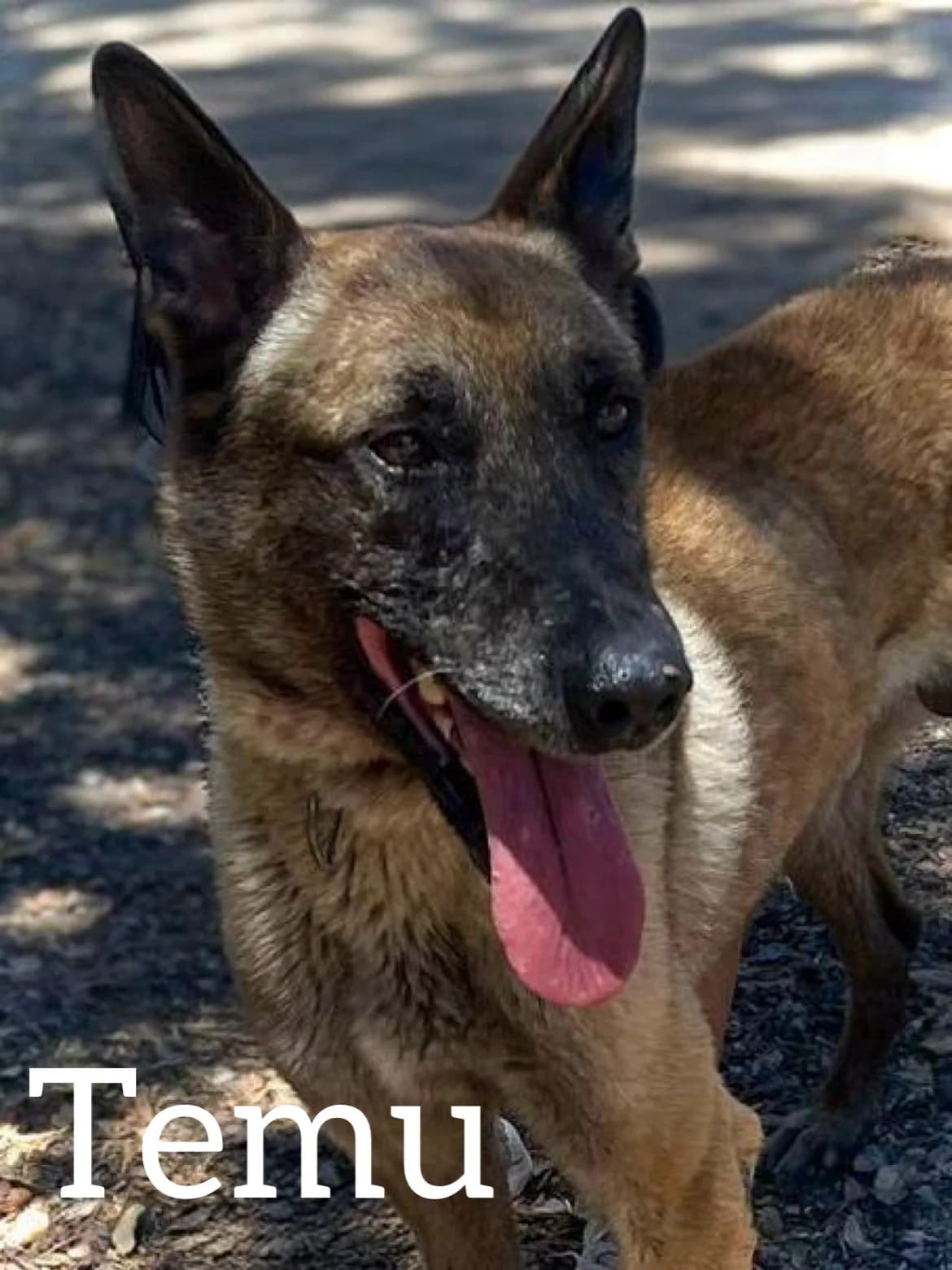 TEMU, male senior Belgian Malinois for adoption at DogHorseCity, Toledo