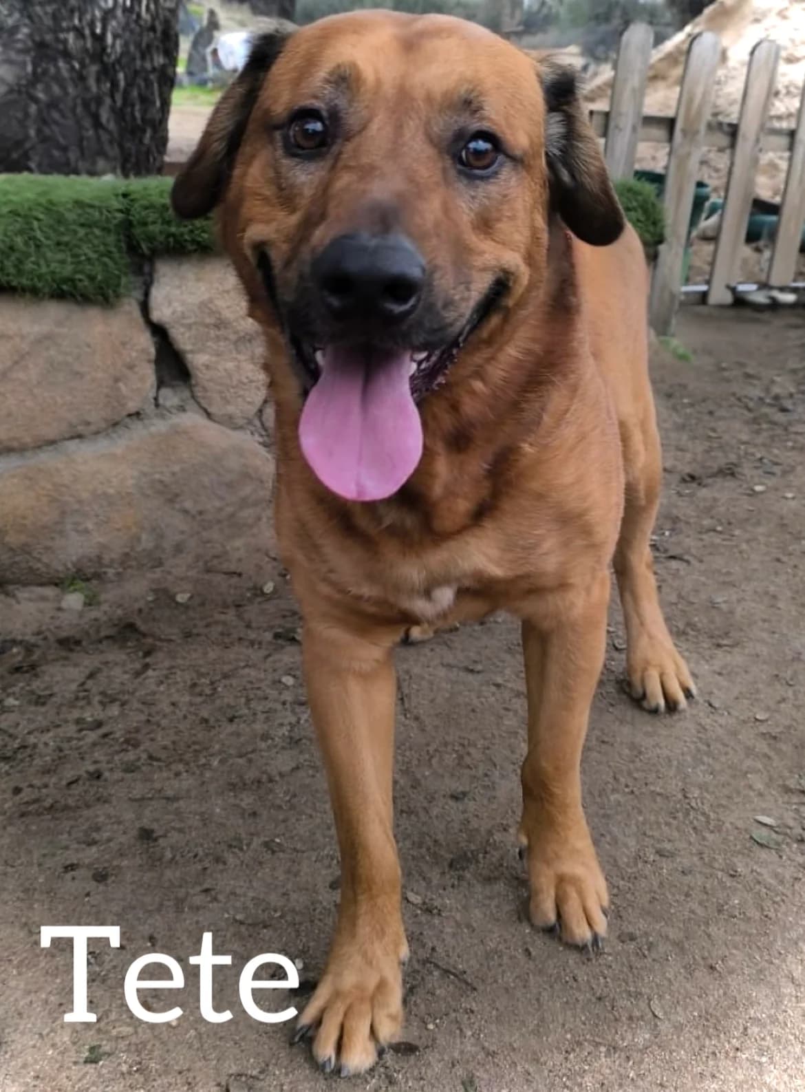TETE, male young Mixed Breed for adoption at DogHorseCity, Toledo