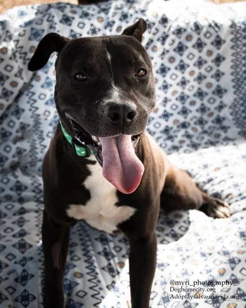 TETRIS,  6yo American Staffordshire Terrier for adoption at DogHorseCity, Toledo