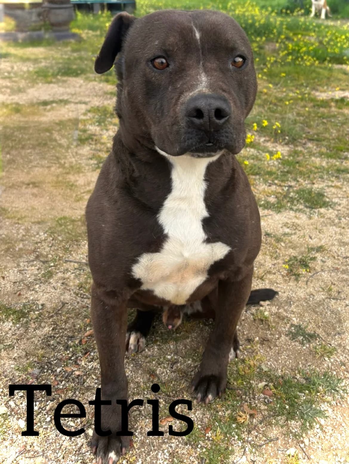 TETRIS, male 6yo Pit Bull Terrier for adoption at DogHorseCity, Toledo