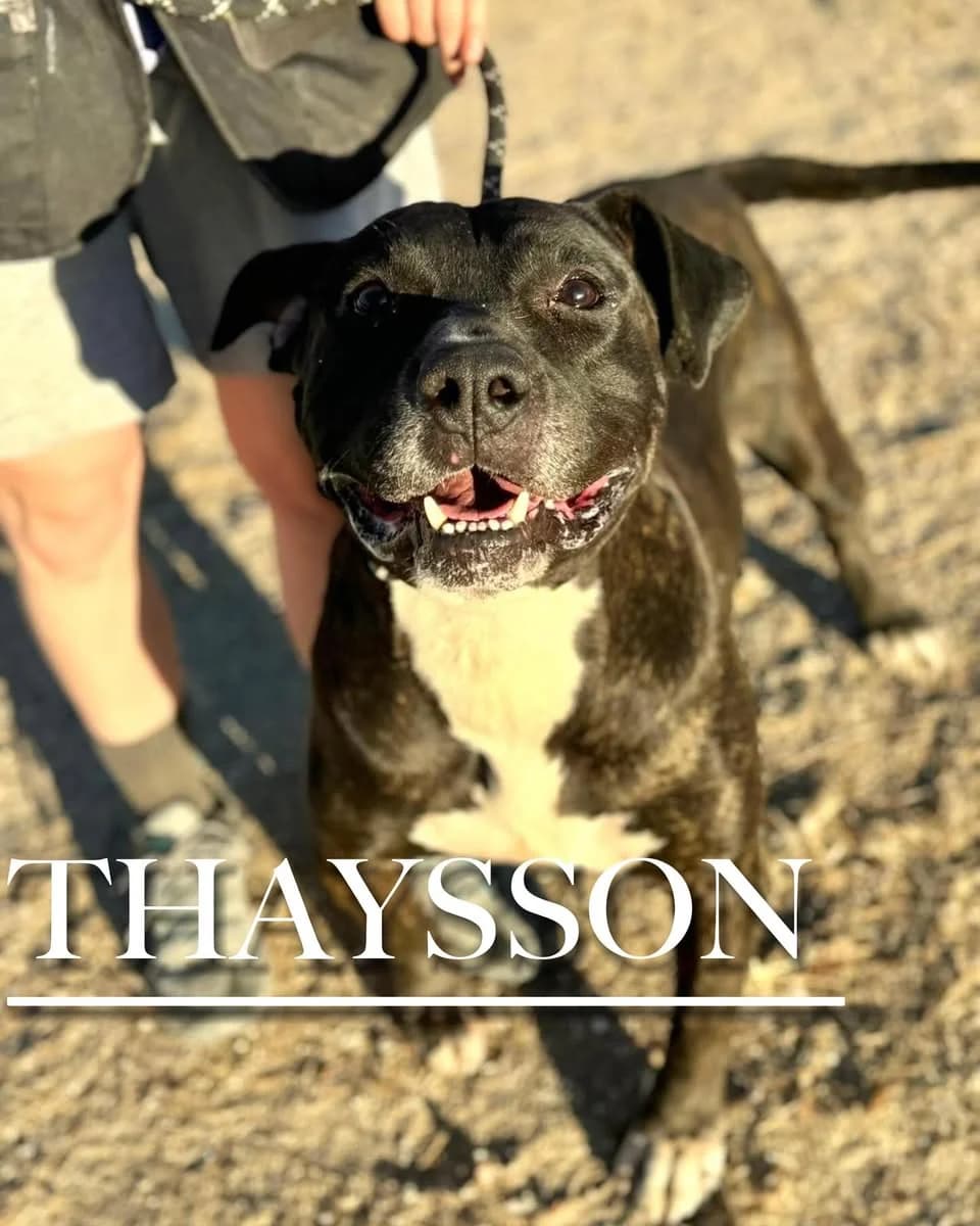 THAYSSON, male senior Pit Bull Terrier for adoption at DogHorseCity, Toledo