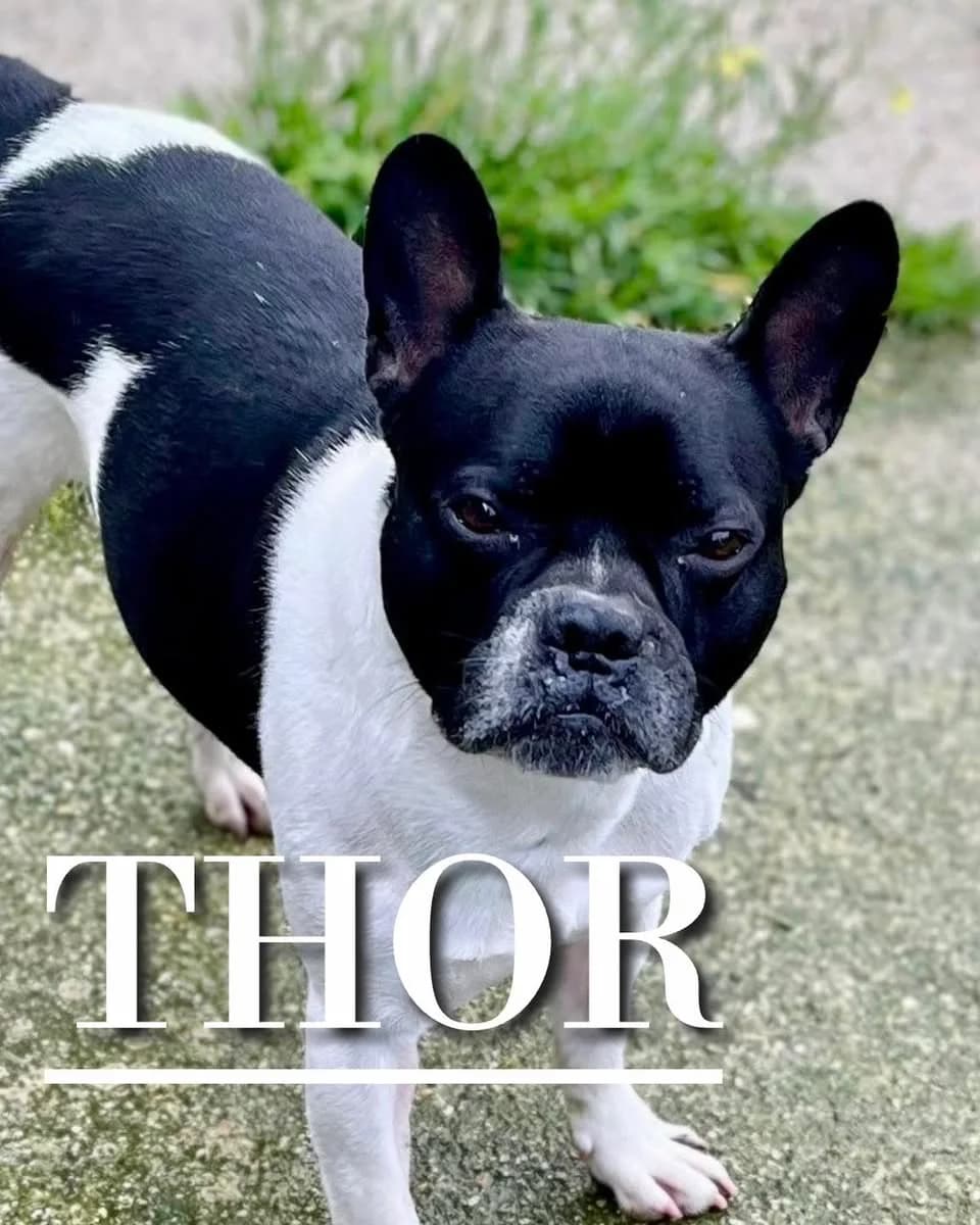 THOR,  5yo French Bulldog for adoption at DogHorseCity, Toledo