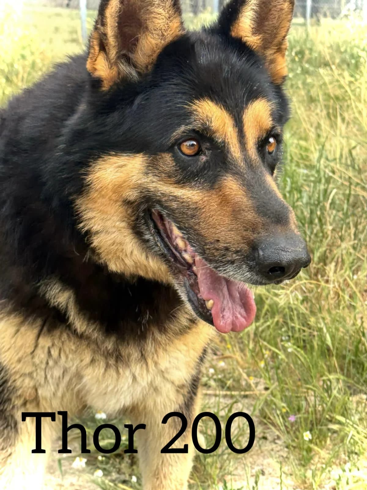 THOR 200, male senior German Shepherd for adoption at DogHorseCity, Toledo