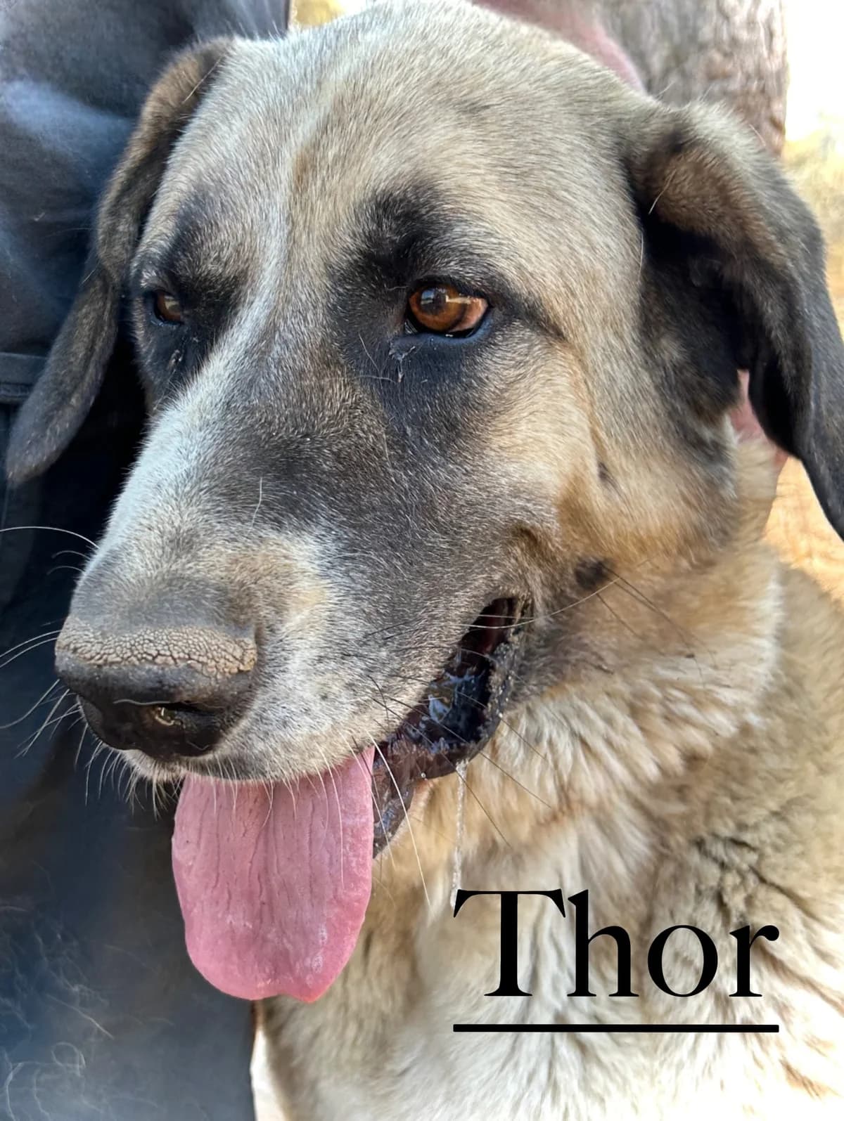 THOR, male 5yo Spanish Mastiff for adoption at DogHorseCity, Toledo
