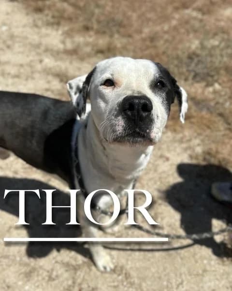THOR, male 6yo American Staffordshire Terrier for adoption at DogHorseCity, Toledo