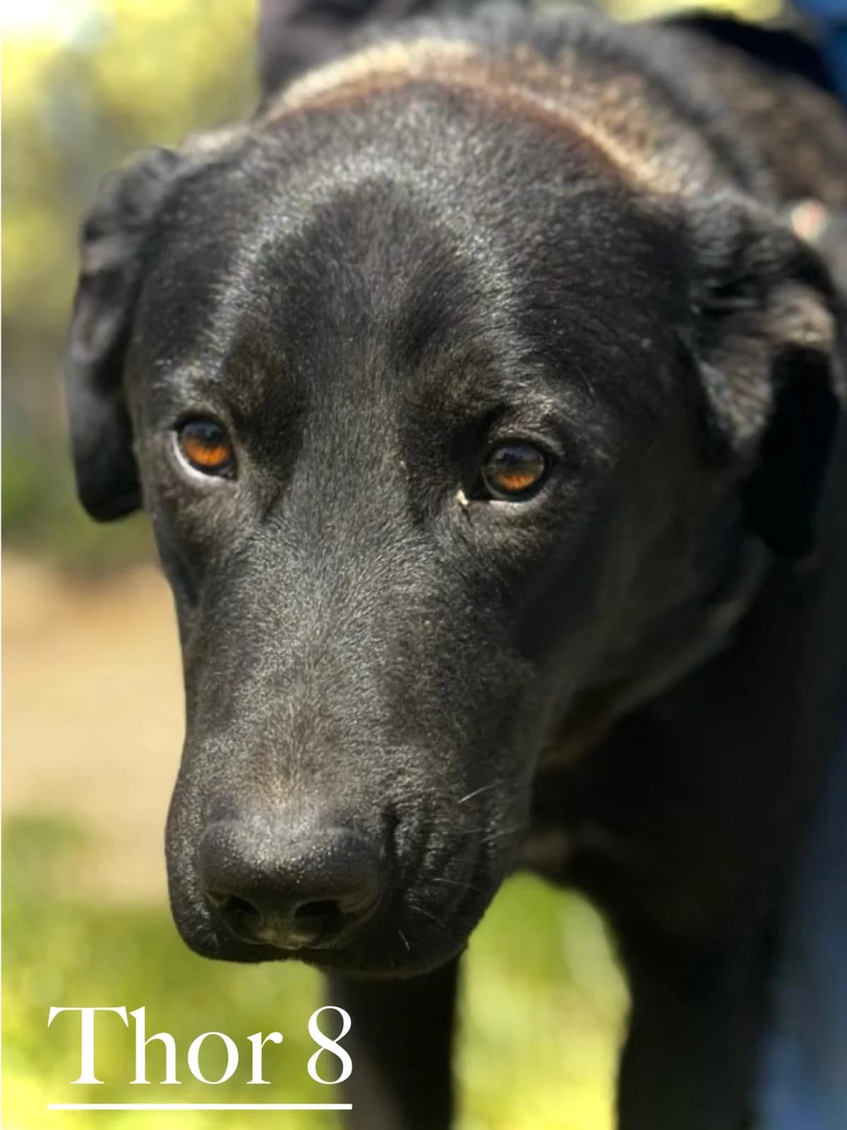 THOR 8, male young Spanish Mastiff for adoption at DogHorseCity, Toledo