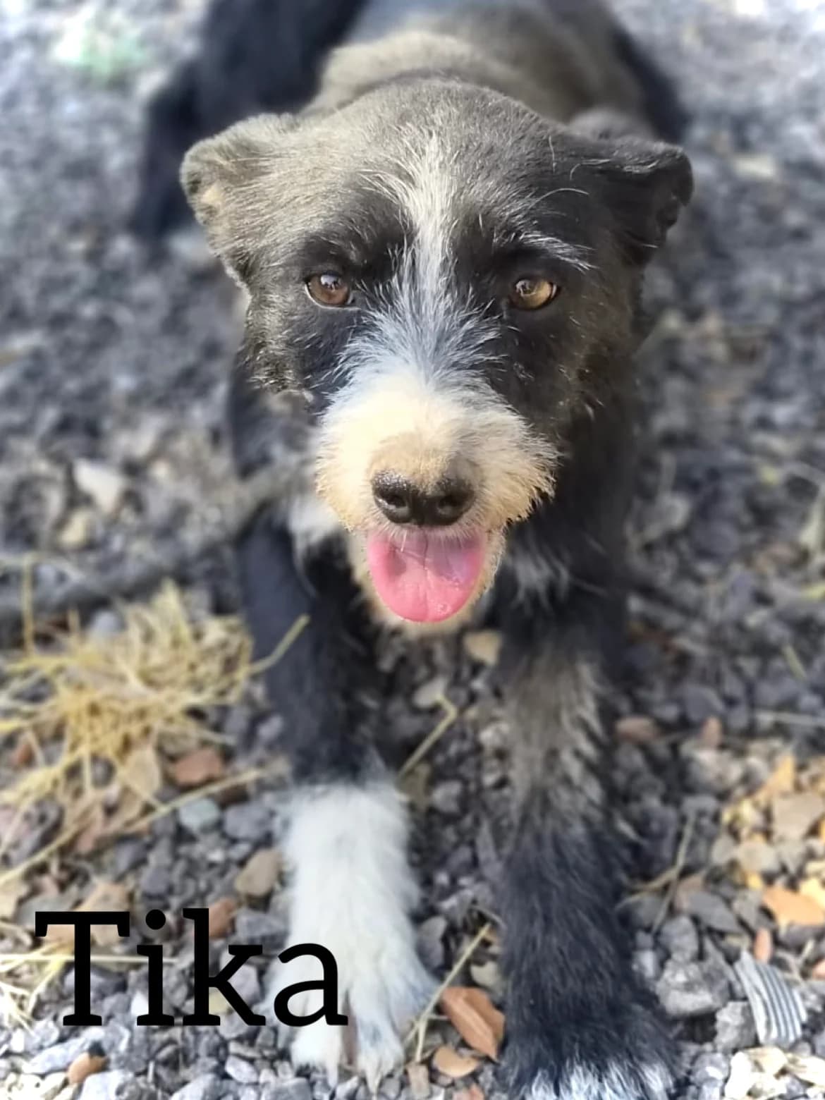 TIKA, female young Mixed Breed for adoption at DogHorseCity, Toledo