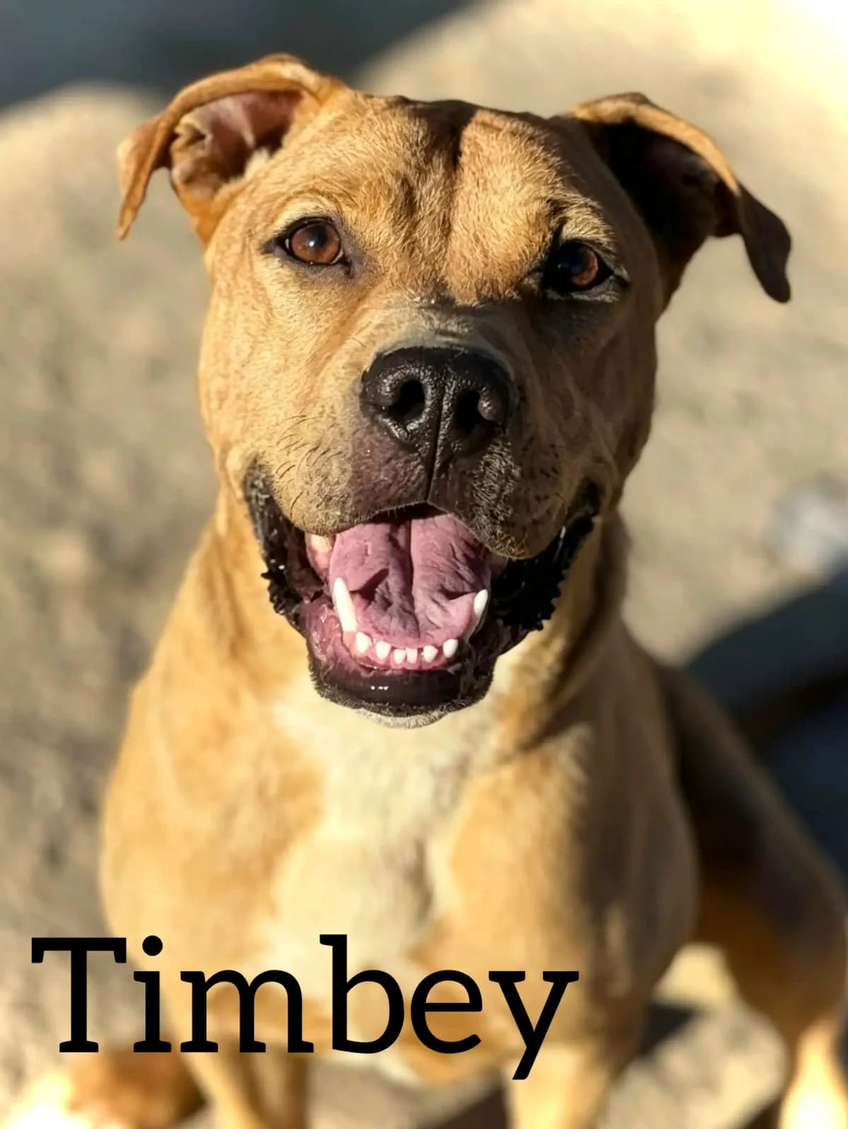 TIMBEY, male young mixed breed for adoption at DogHorseCity, Toledo
