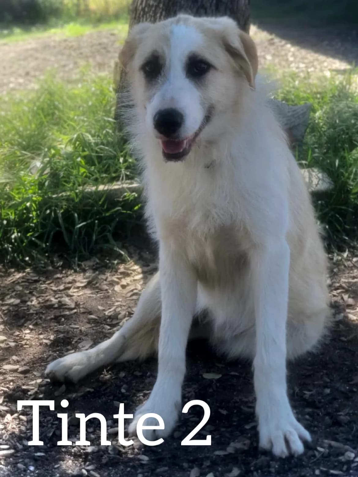 TINTE 2, male young Mixed Breed for adoption at DogHorseCity, Toledo