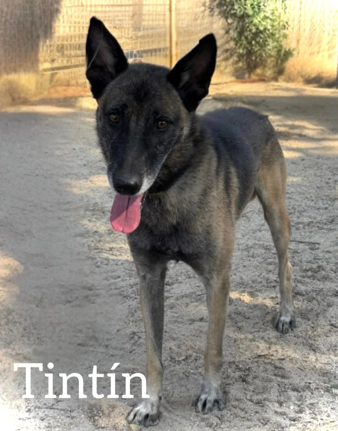 TINTIN, male 4yo Belgian Malinois for adoption at DogHorseCity, Toledo
