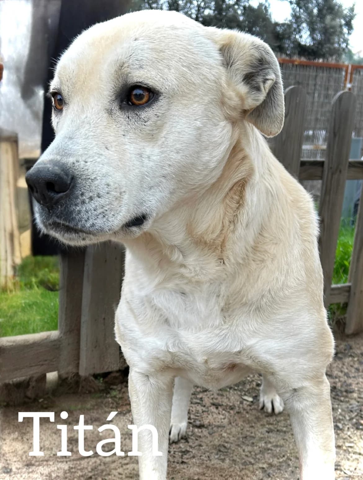 TITÁN, male 5yo Mixed Breed for adoption at DogHorseCity, Toledo