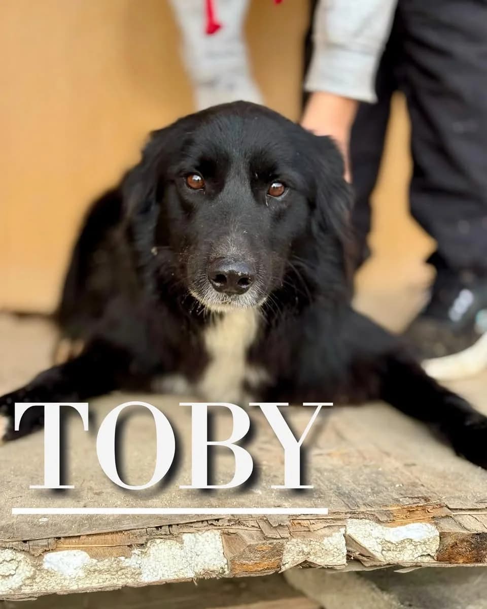 TOBY,  5yo Border Collie for adoption at DogHorseCity, Toledo