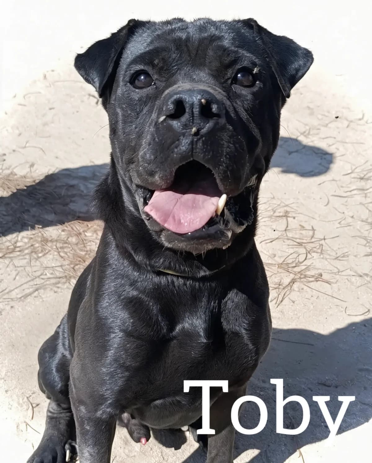 TOBY, male 4yo mixed breed for adoption at DogHorseCity, Toledo