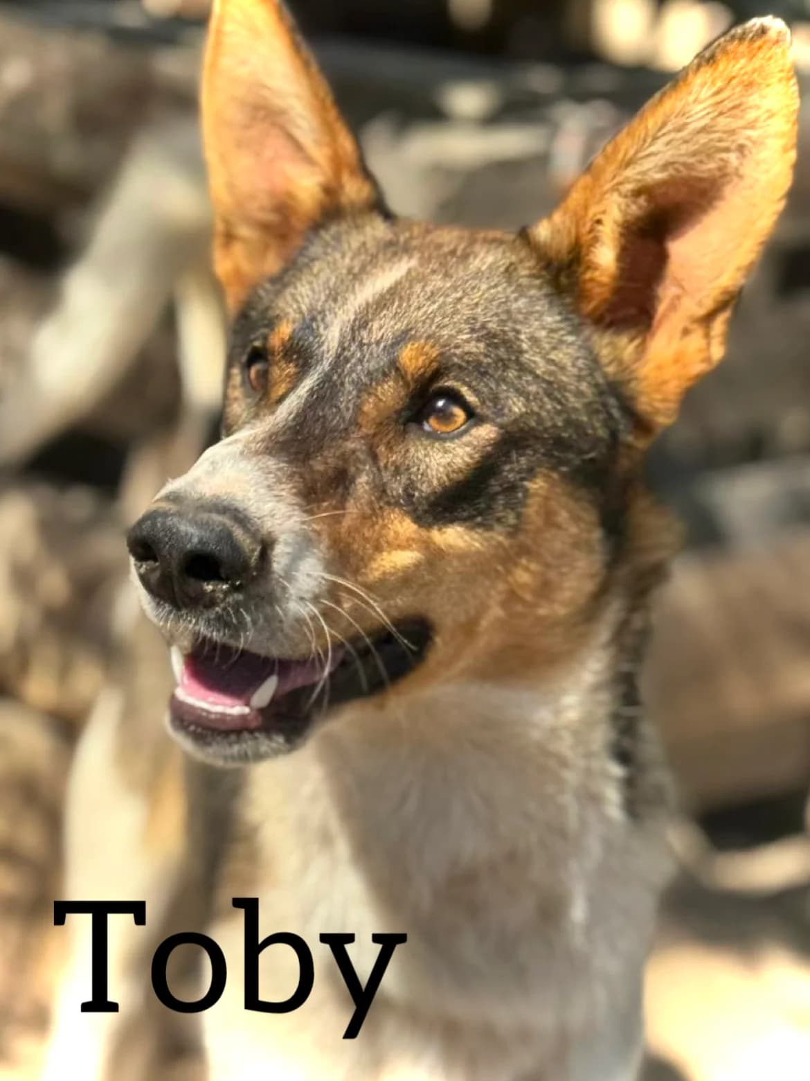 TOBY, male young Mixed Breed for adoption at DogHorseCity, Toledo
