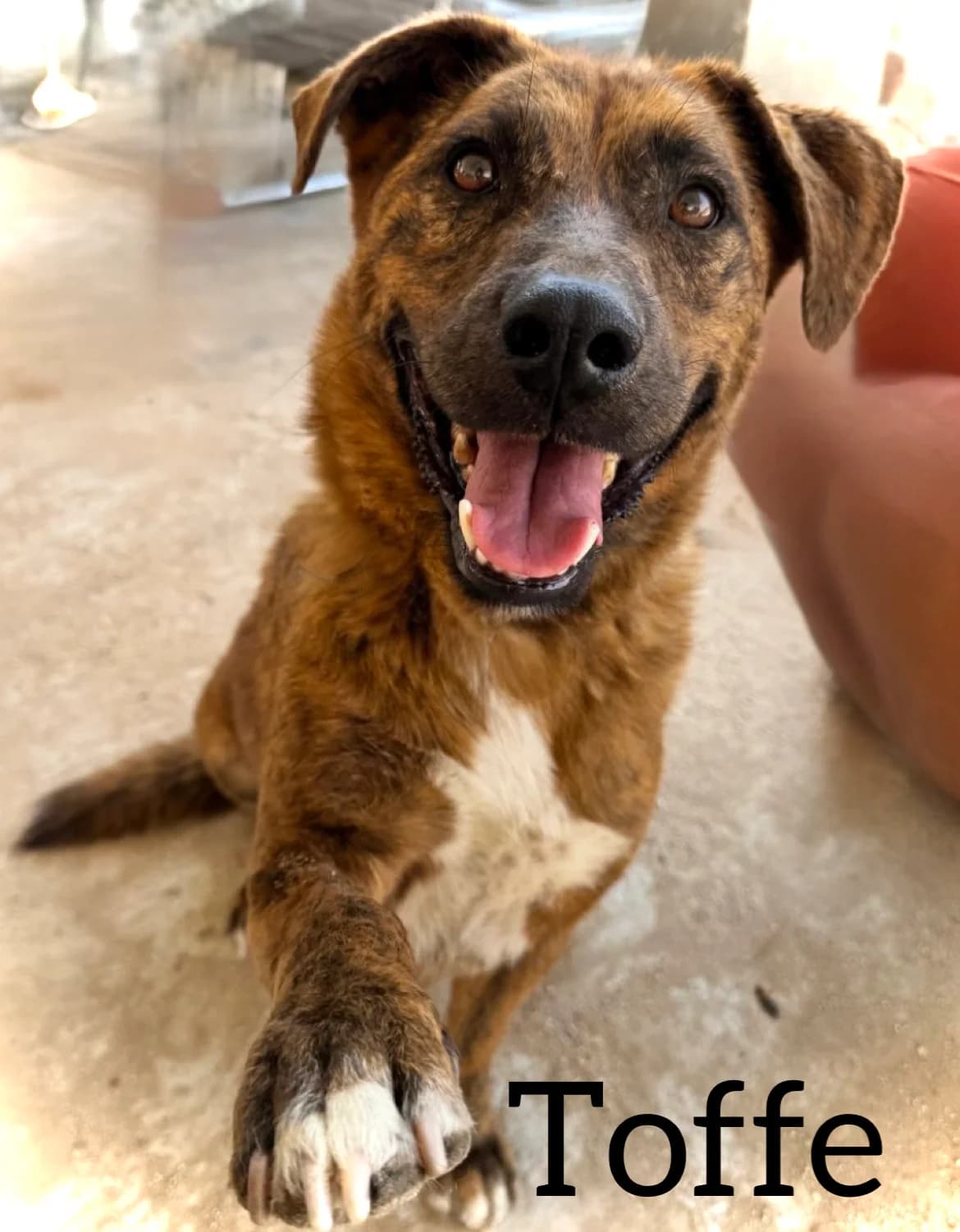 TOFFE, male 6yo Mixed Breed for adoption at DogHorseCity, Toledo