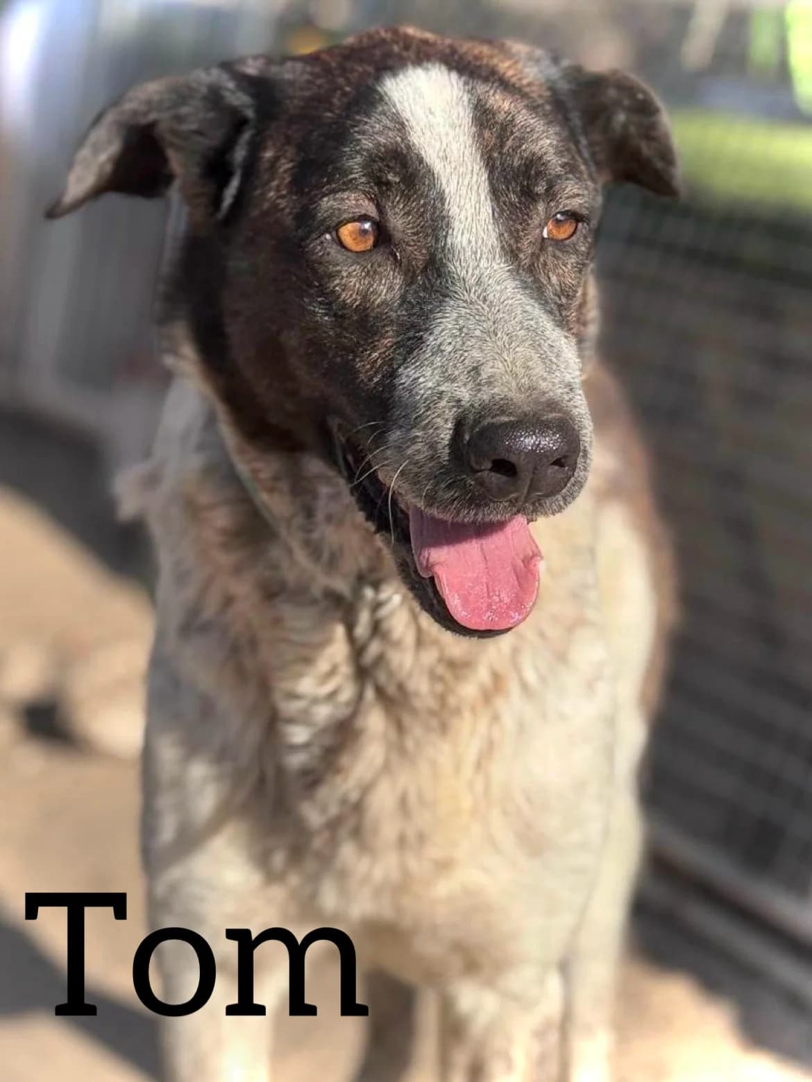 TOM, male 3yo Spanish Mastiff for adoption at DogHorseCity, Toledo