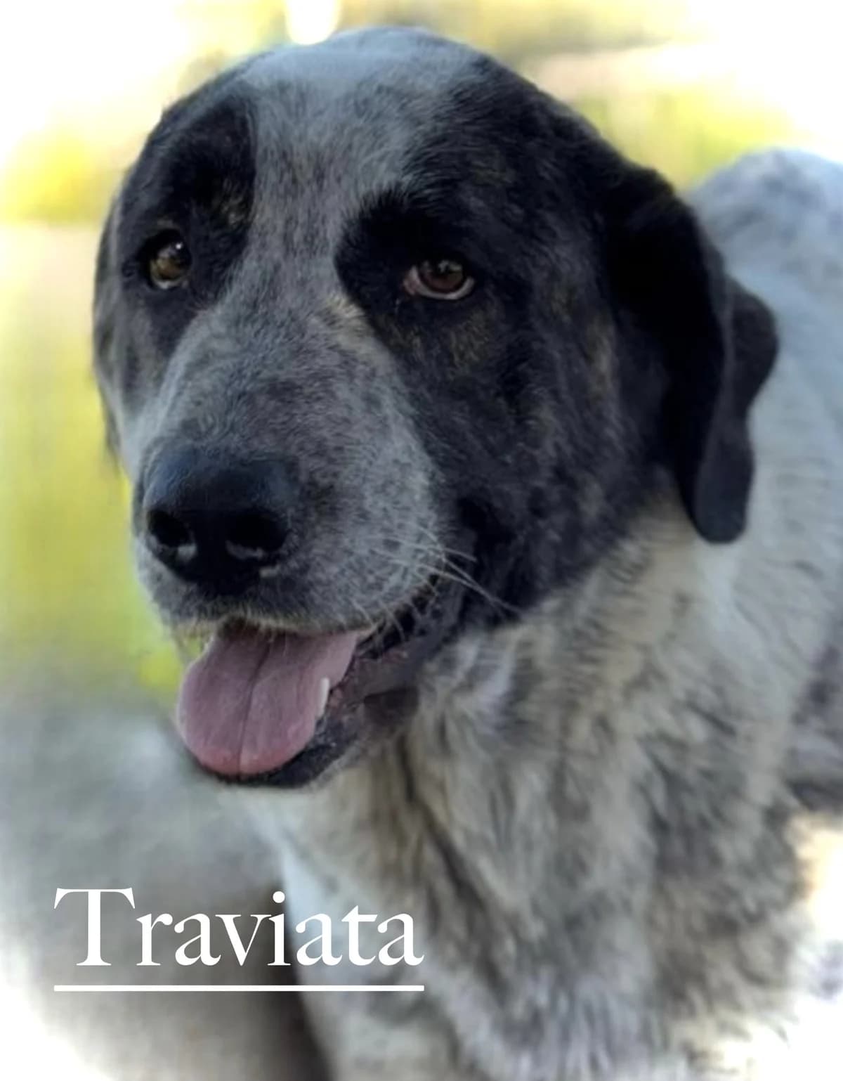 TRAVIATA, female young Spanish Mastiff for adoption at DogHorseCity, Toledo