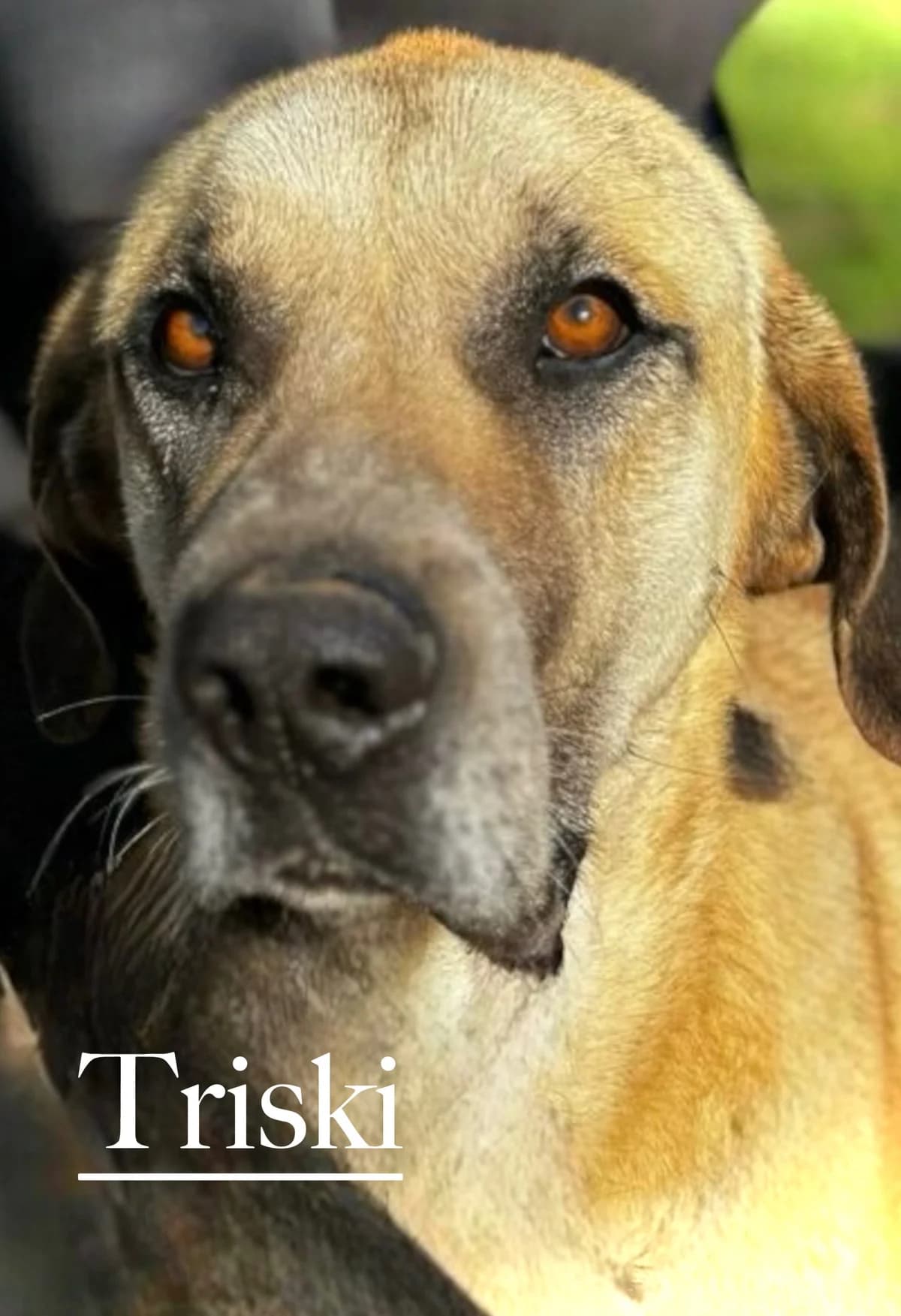 TRISKI, male 4yo Spanish Mastiff for adoption at DogHorseCity, Toledo