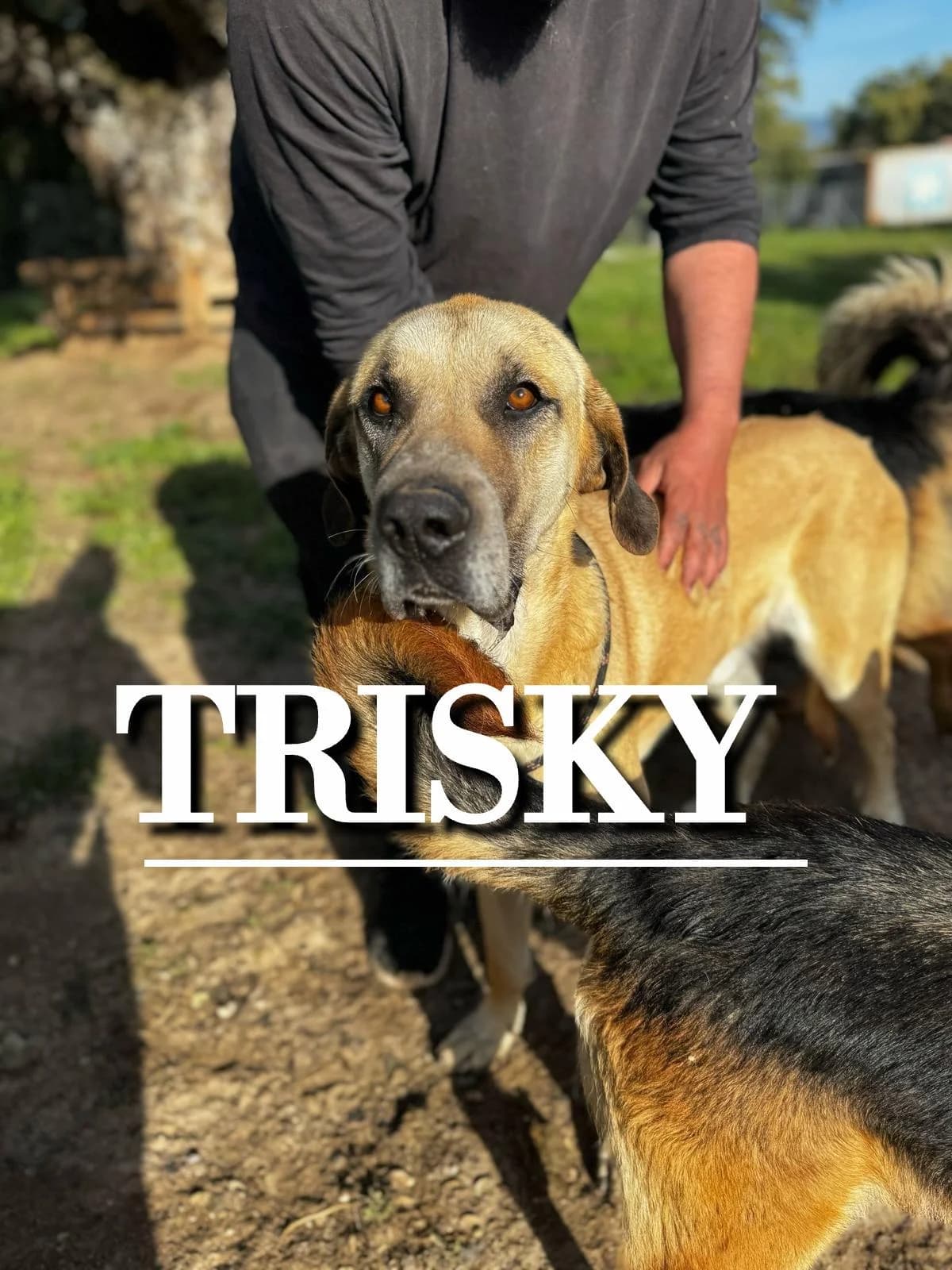 TRISKY,  4yo Mixed Breed for adoption at DogHorseCity, Toledo