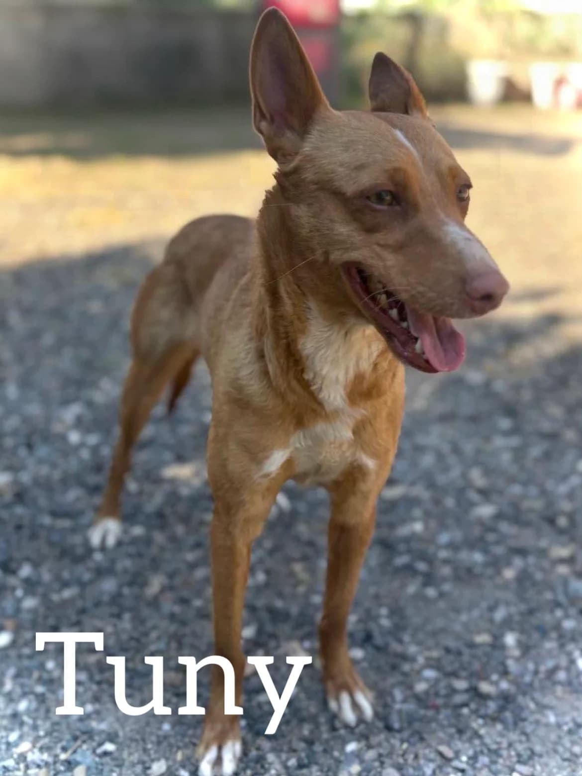 TUNY, female young Podenco for adoption at DogHorseCity, Toledo