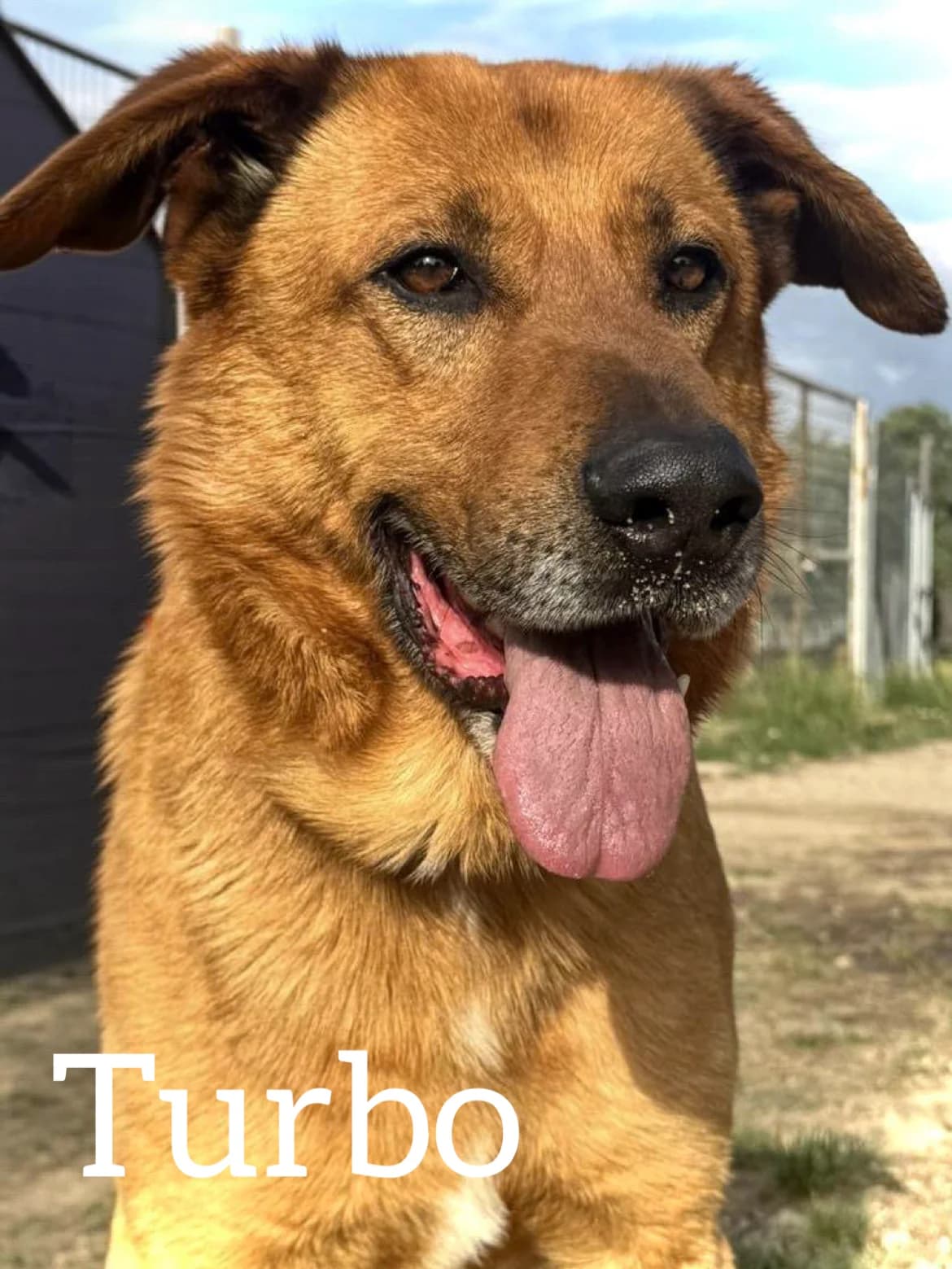 TURBO, male senior Mixed Breed for adoption at DogHorseCity, Toledo