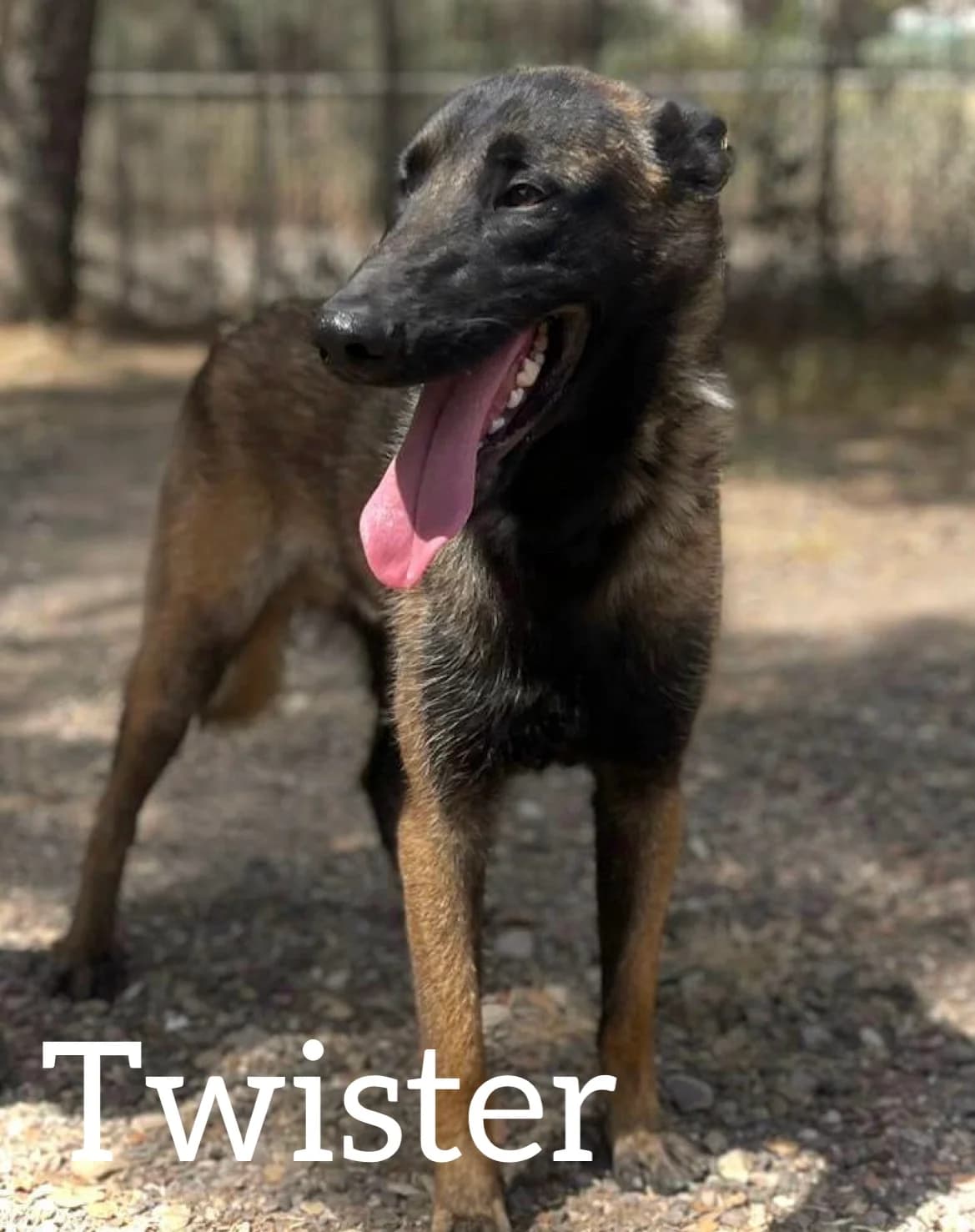 TWISTER, male young Belgian Malinois for adoption at DogHorseCity, Toledo