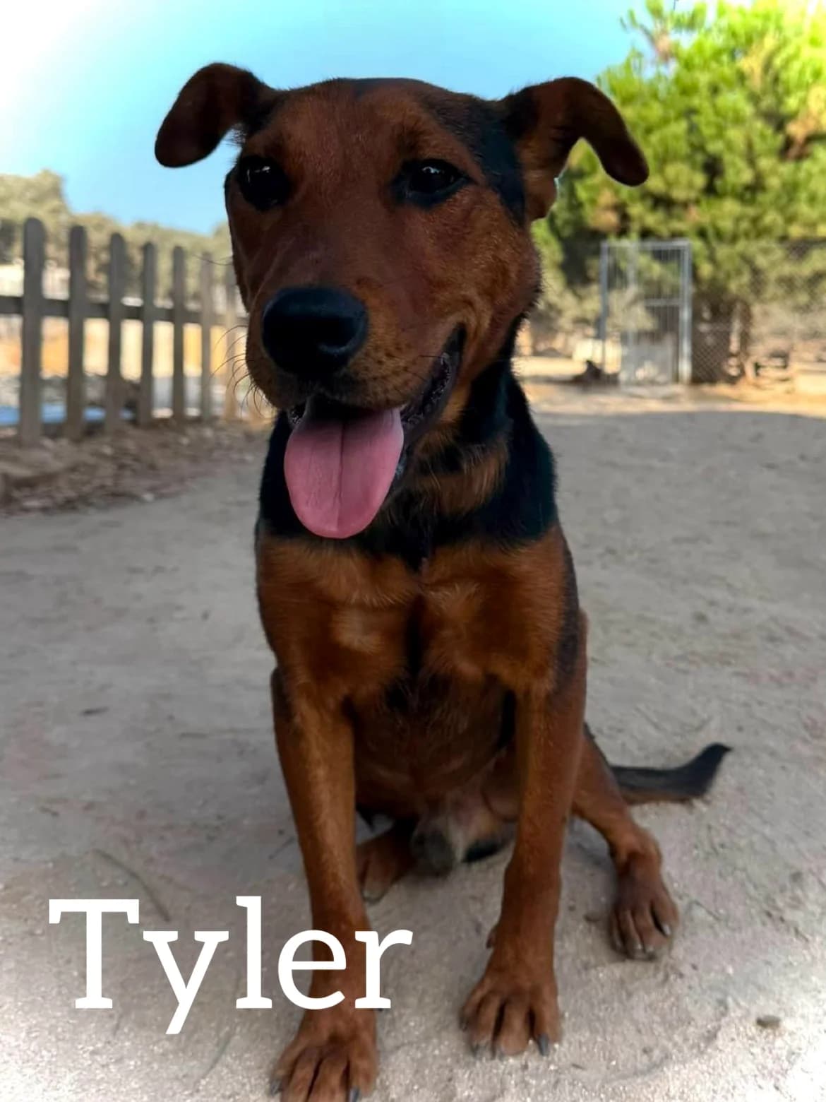 TYLER, male young Mixed Breed for adoption at DogHorseCity, Toledo