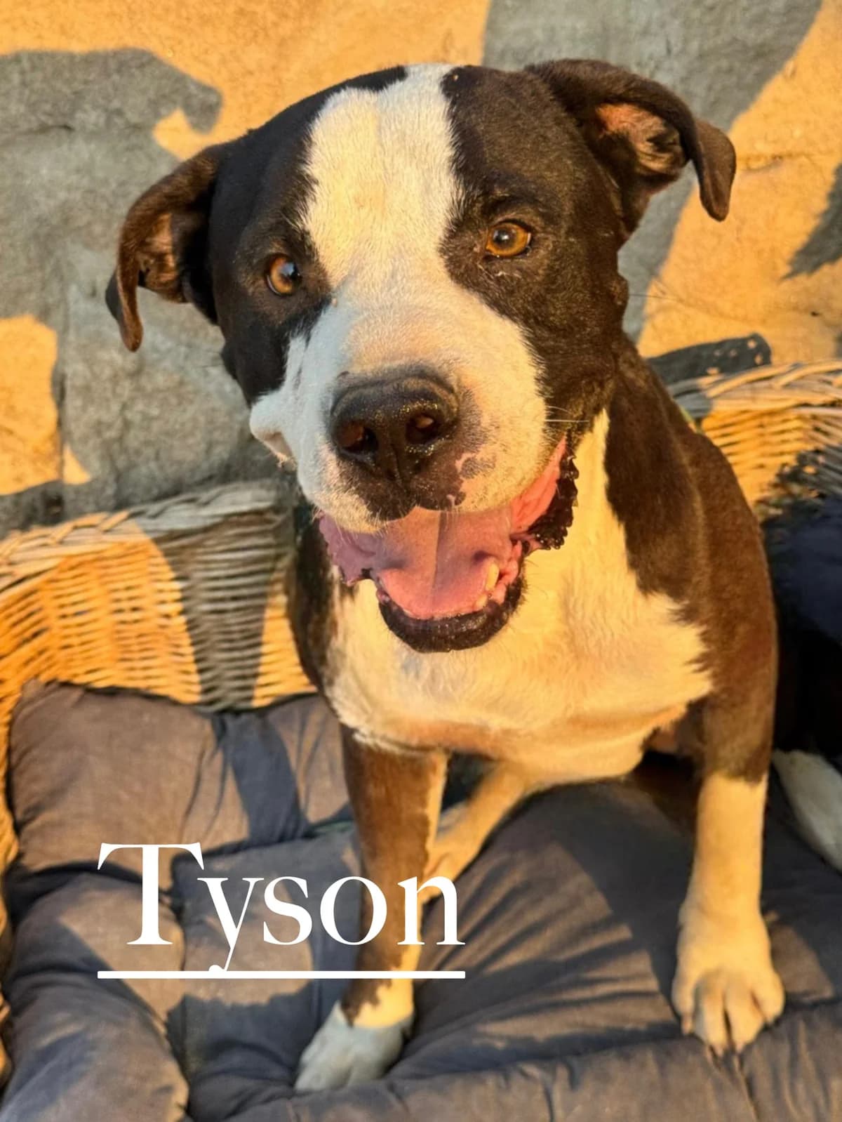 TYSON, male senior American Staffordshire Terrier for adoption at DogHorseCity, Toledo