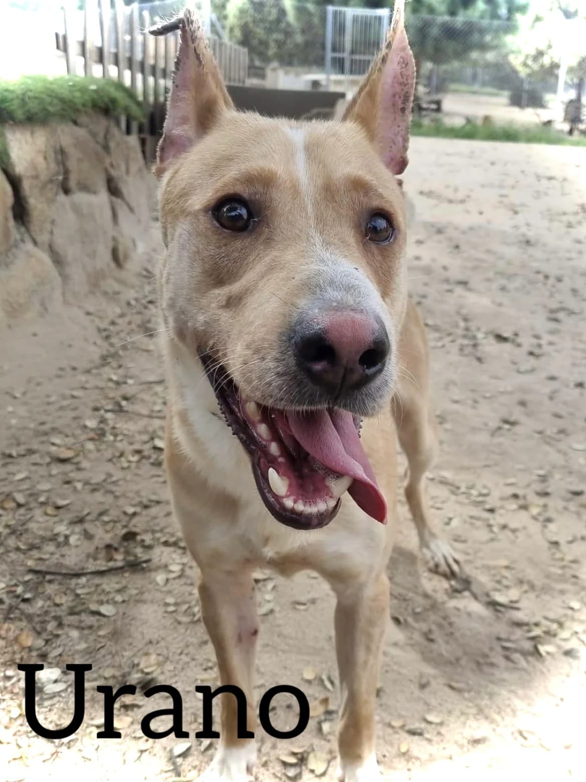 URANO, male young Mixed Breed for adoption at DogHorseCity, Toledo
