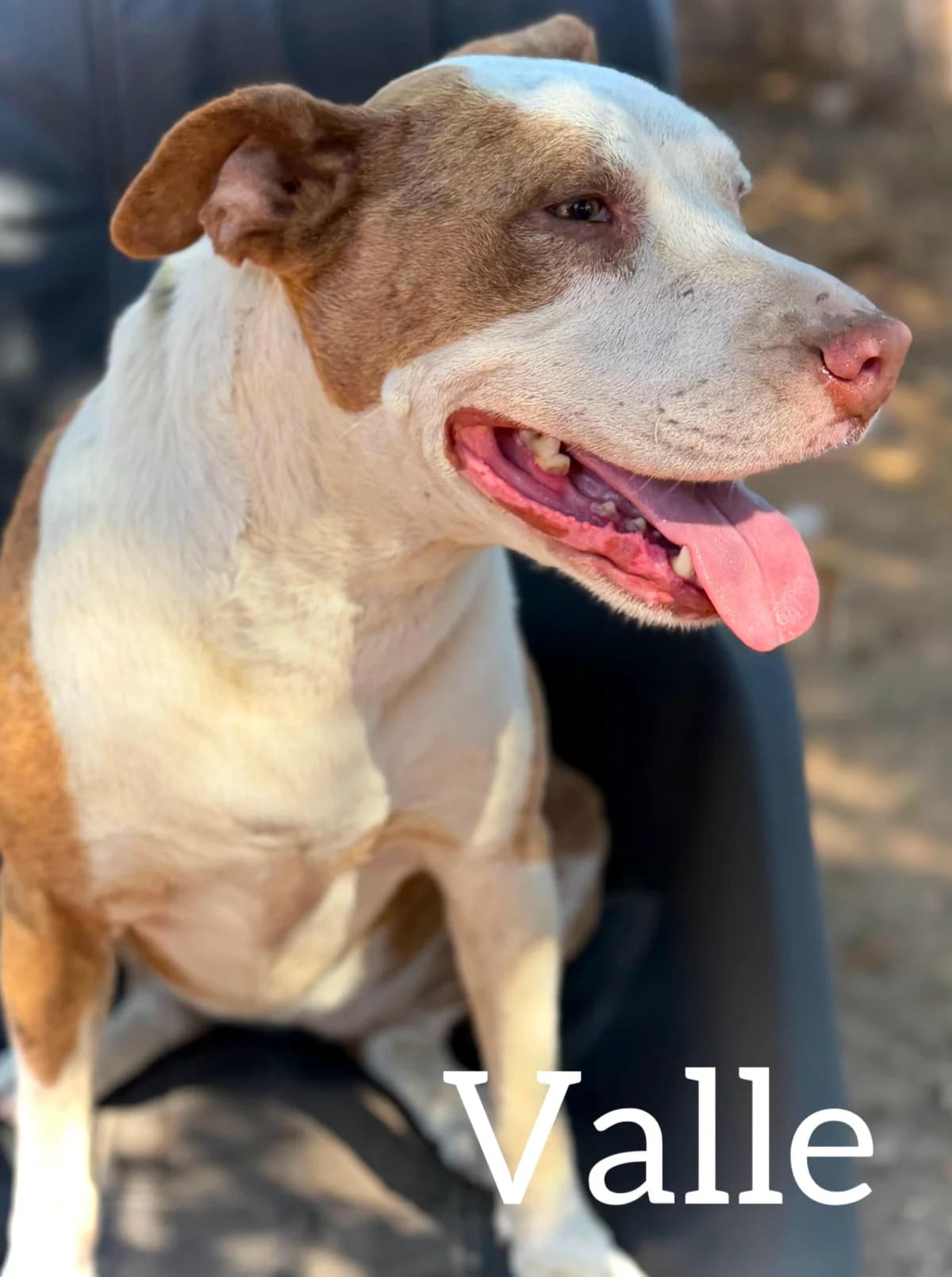 VALLE, female 3yo Pit Bull Terrier for adoption at DogHorseCity, Toledo
