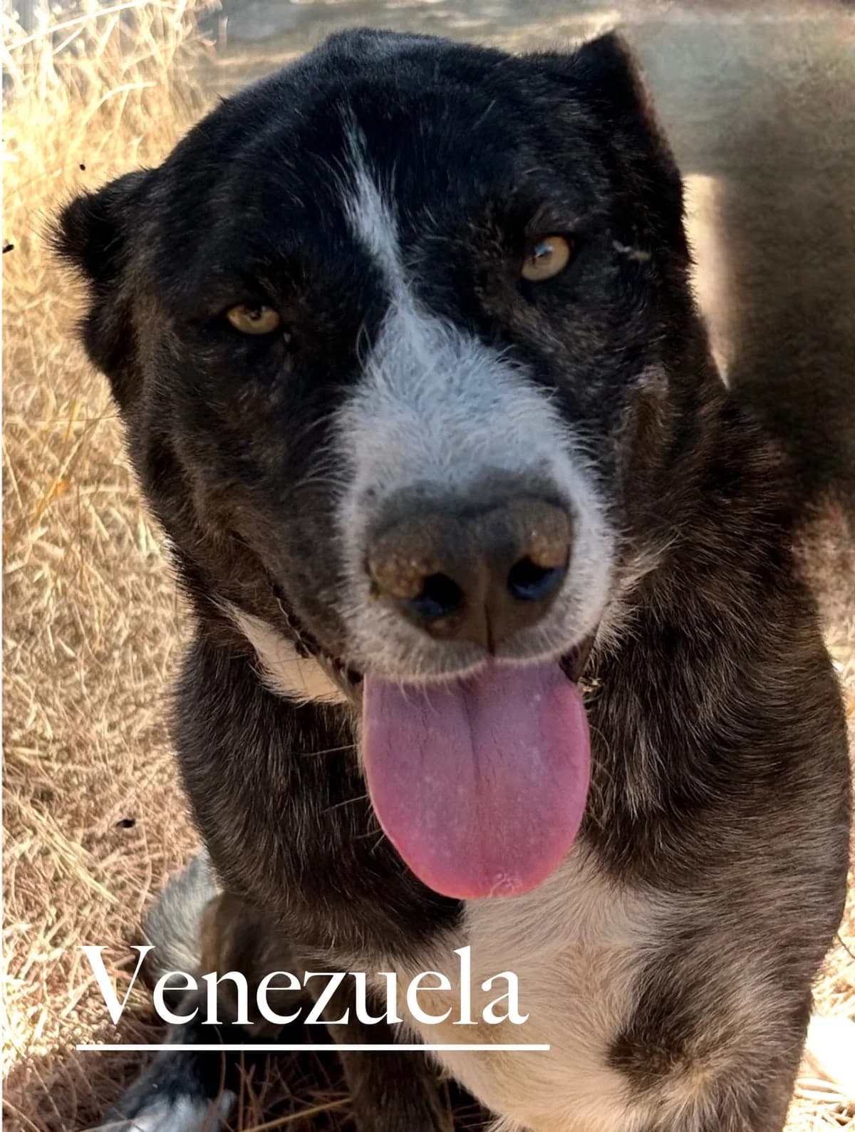 VENEZUELA, female 4yo Mixed Breed for adoption at DogHorseCity, Toledo
