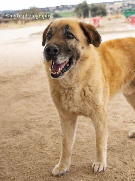 VERSO,  senior Spanish Mastiff for adoption at DogHorseCity, Toledo