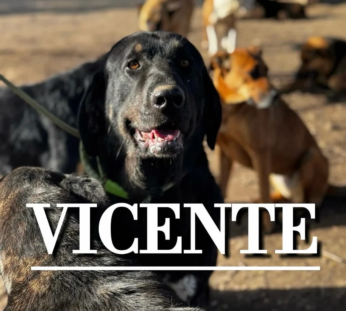 VICENTE,  6yo Spanish Mastiff for adoption at DogHorseCity, Toledo