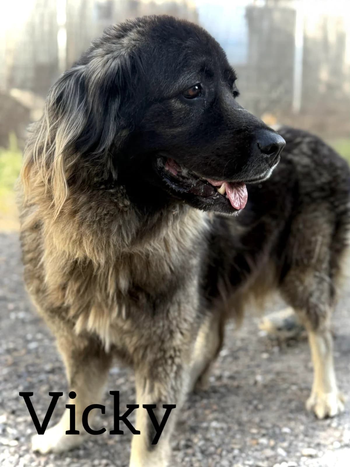 VICKY, female 7yo mixed breed for adoption at DogHorseCity, Toledo