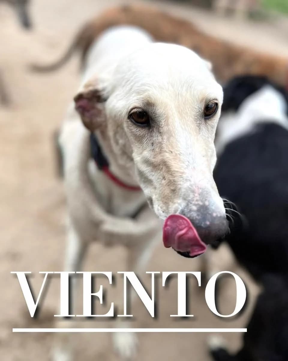 VIENTO,  5yo Galgo Español for adoption at DogHorseCity, Toledo