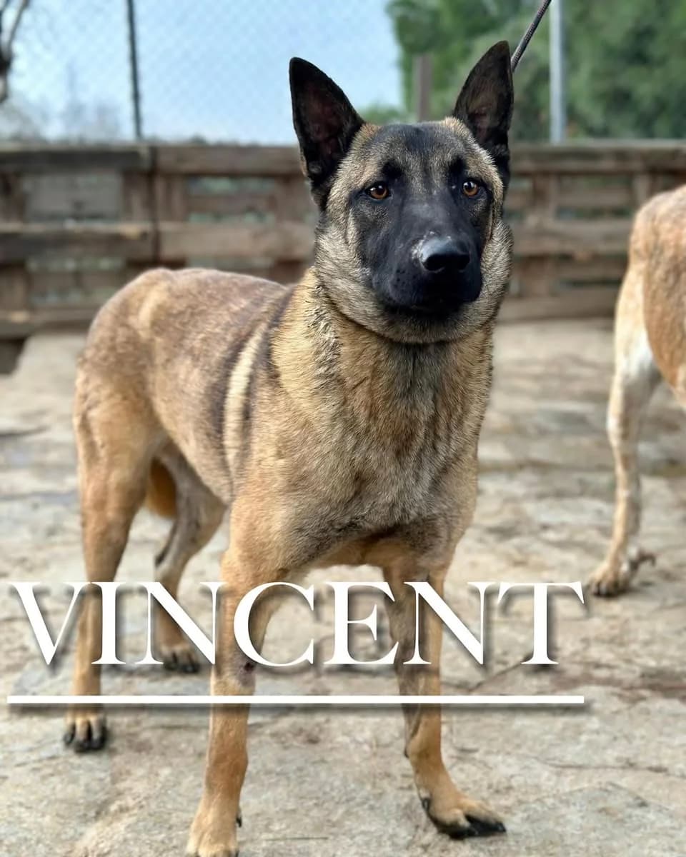 VINCENT, male 4yo Belgian Malinois for adoption at DogHorseCity, Toledo