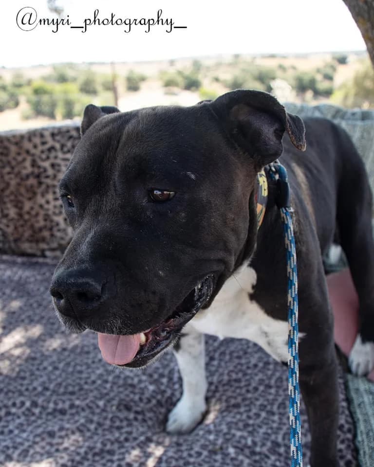 VOLKAN,  senior Pit Bull Terrier for adoption at DogHorseCity, Toledo