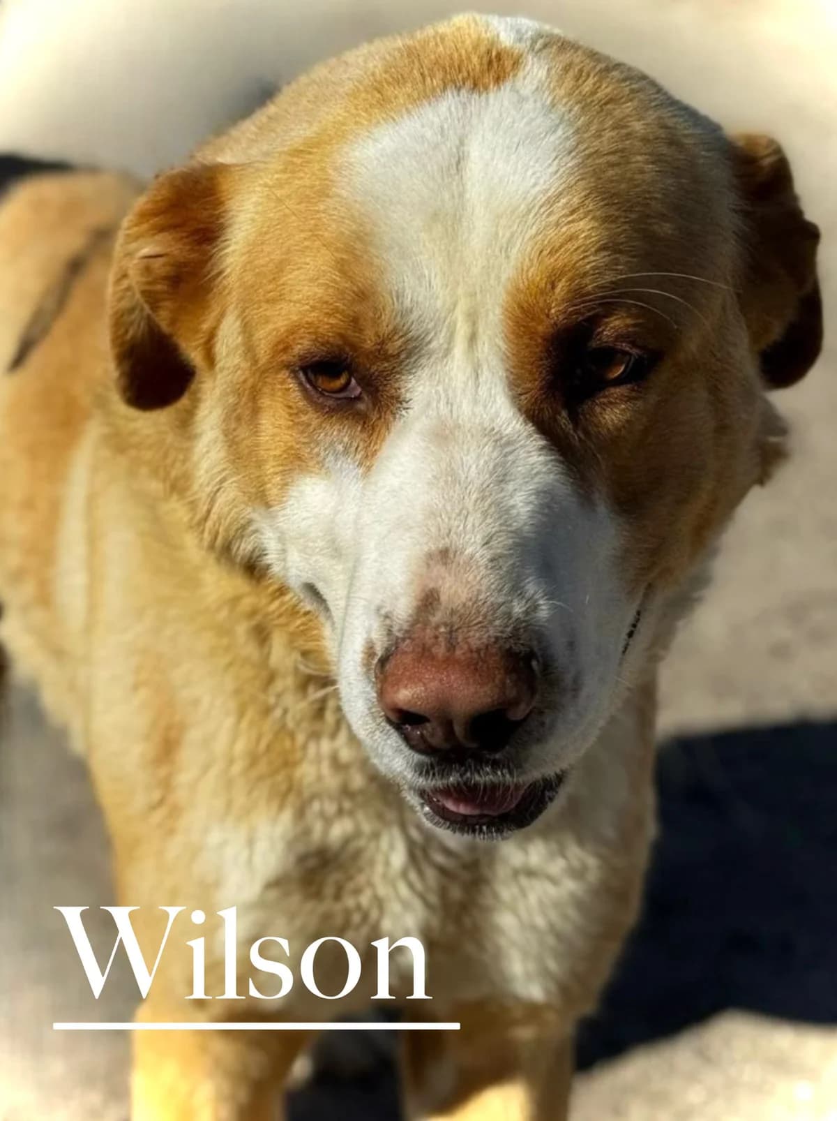 WILSON, male 3yo Spanish Mastiff for adoption at DogHorseCity, Toledo