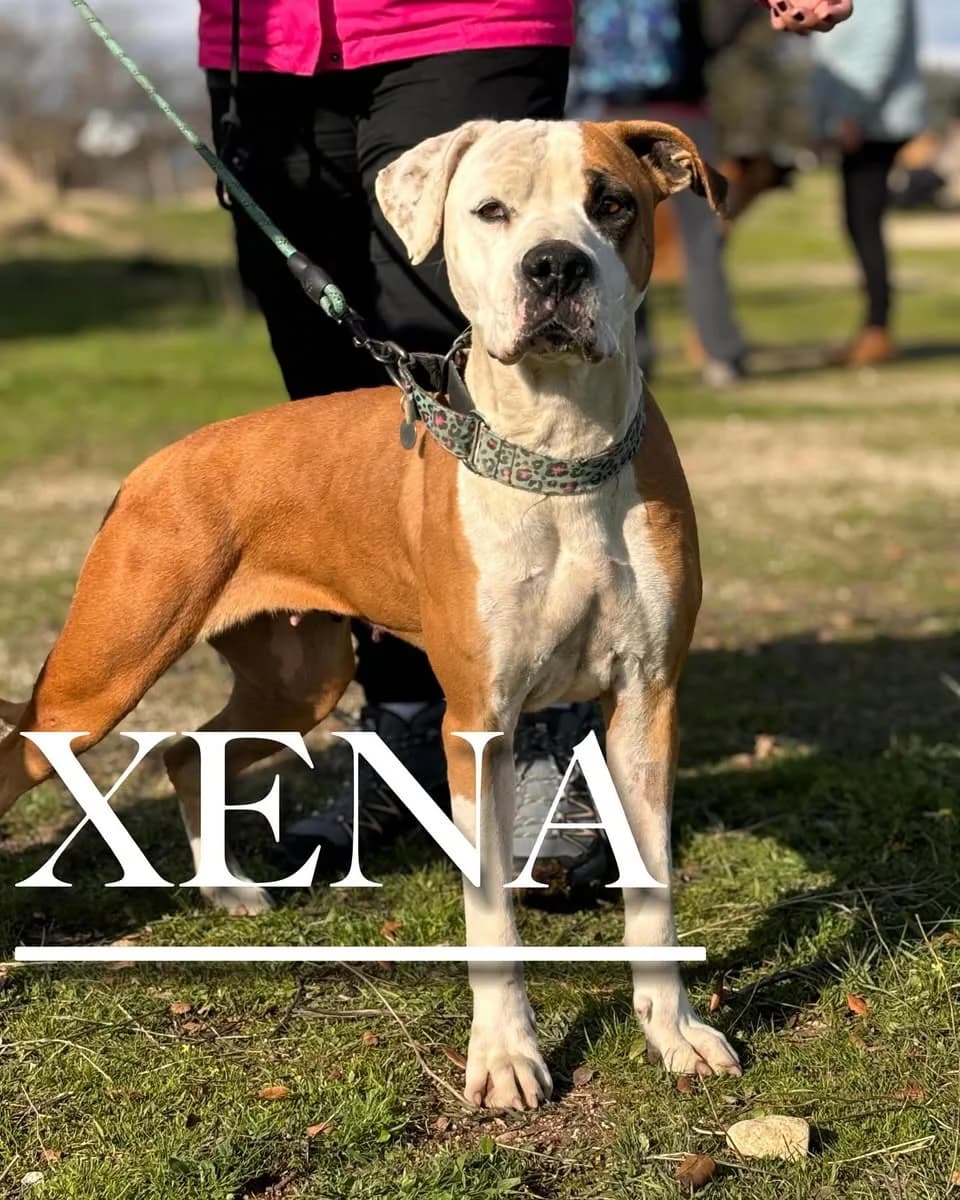 XENA, female 5yo Pit Bull Terrier for adoption at DogHorseCity, Toledo