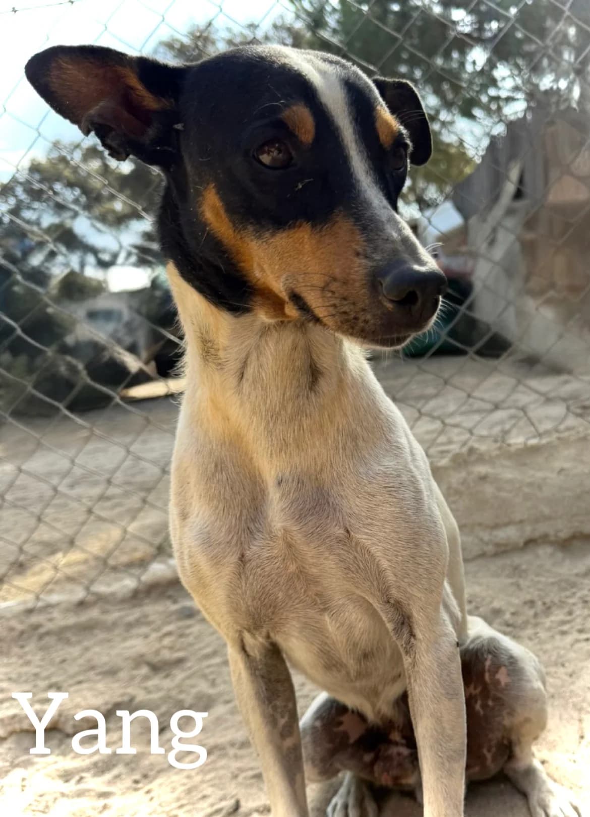 YANG, male 4yo mixed breed for adoption at DogHorseCity, Toledo
