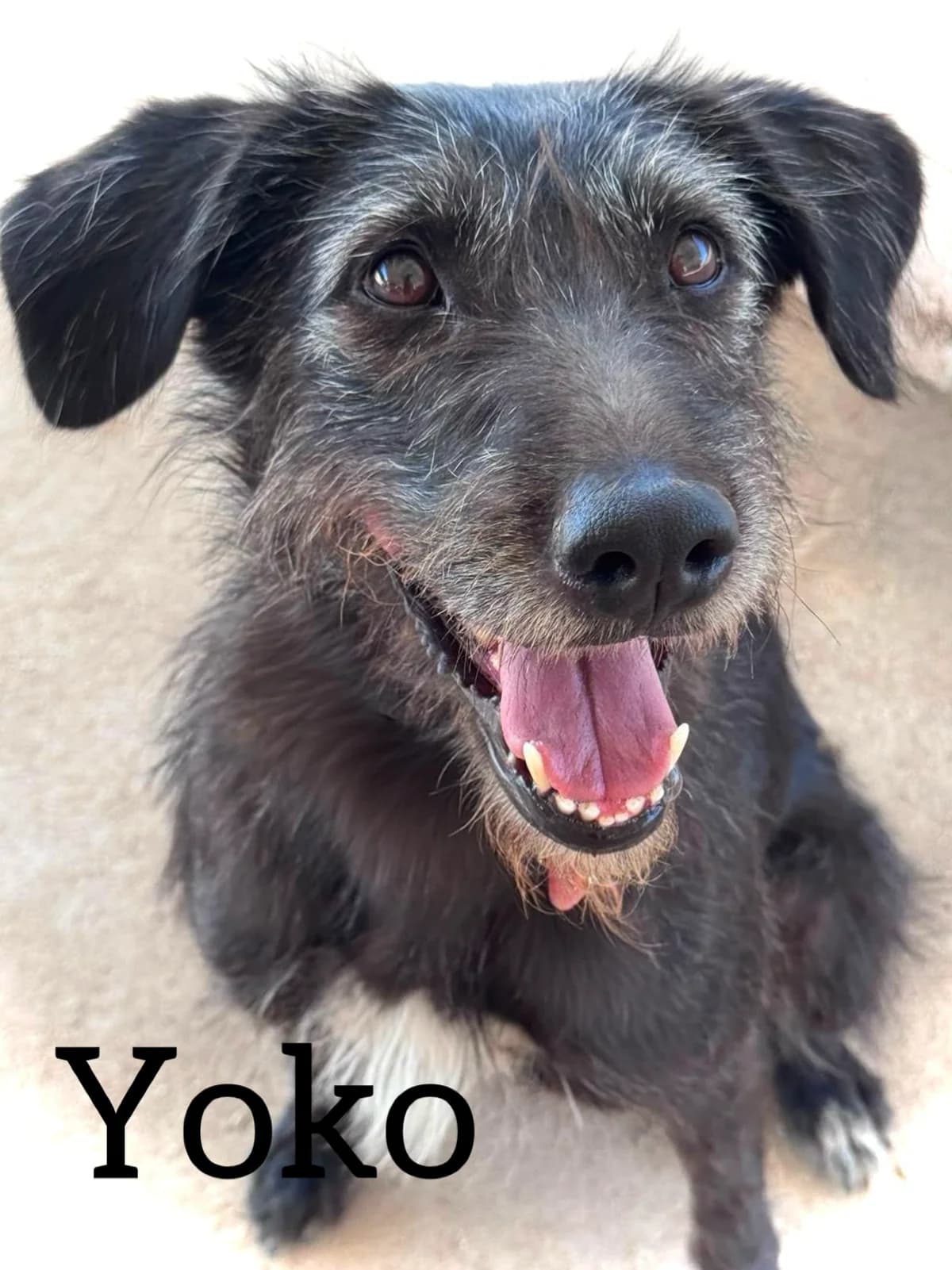 YOKO, female 3yo Mixed Breed for adoption at DogHorseCity, Toledo