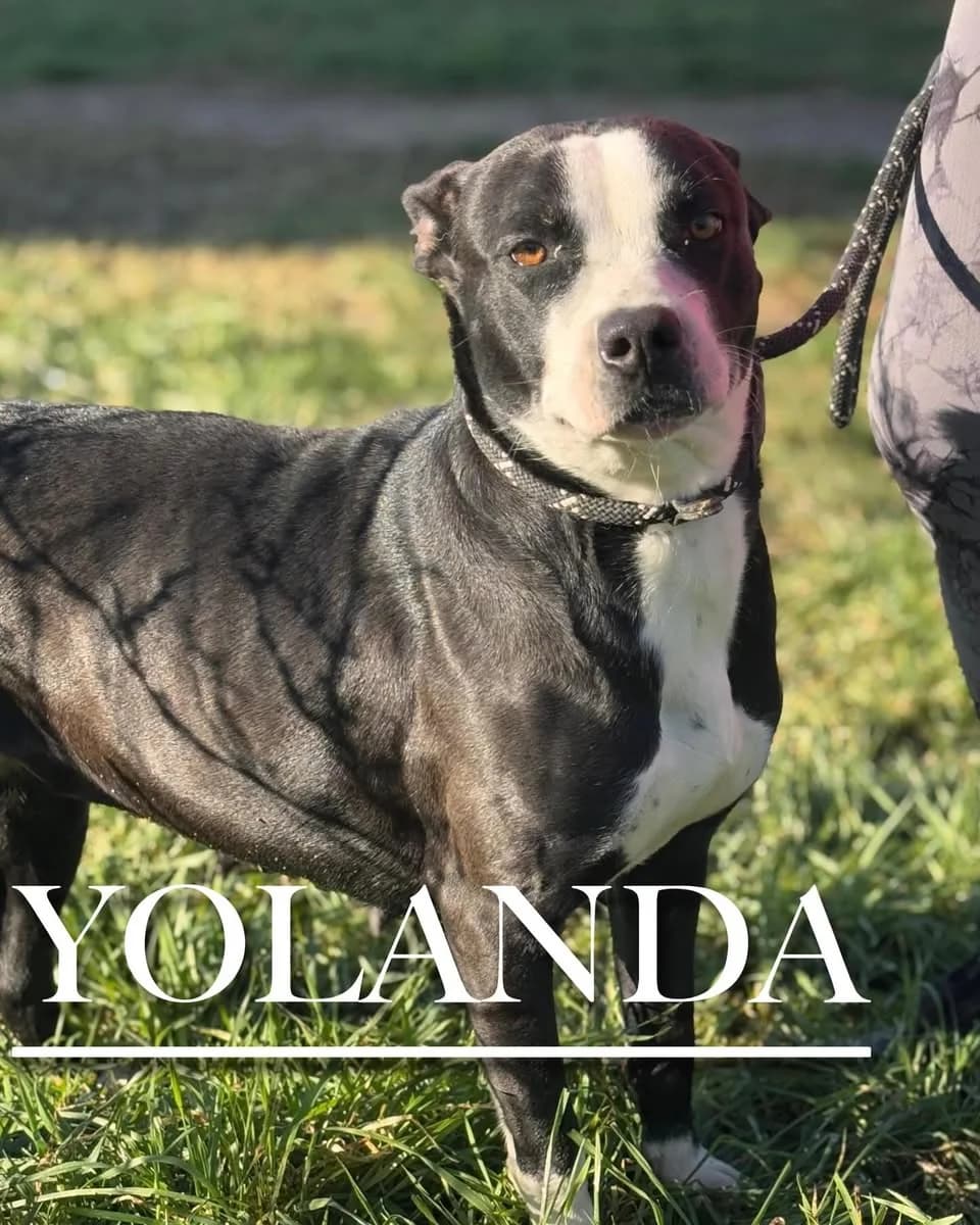 YOLANDA, female 4yo Pit Bull Terrier for adoption at DogHorseCity, Toledo