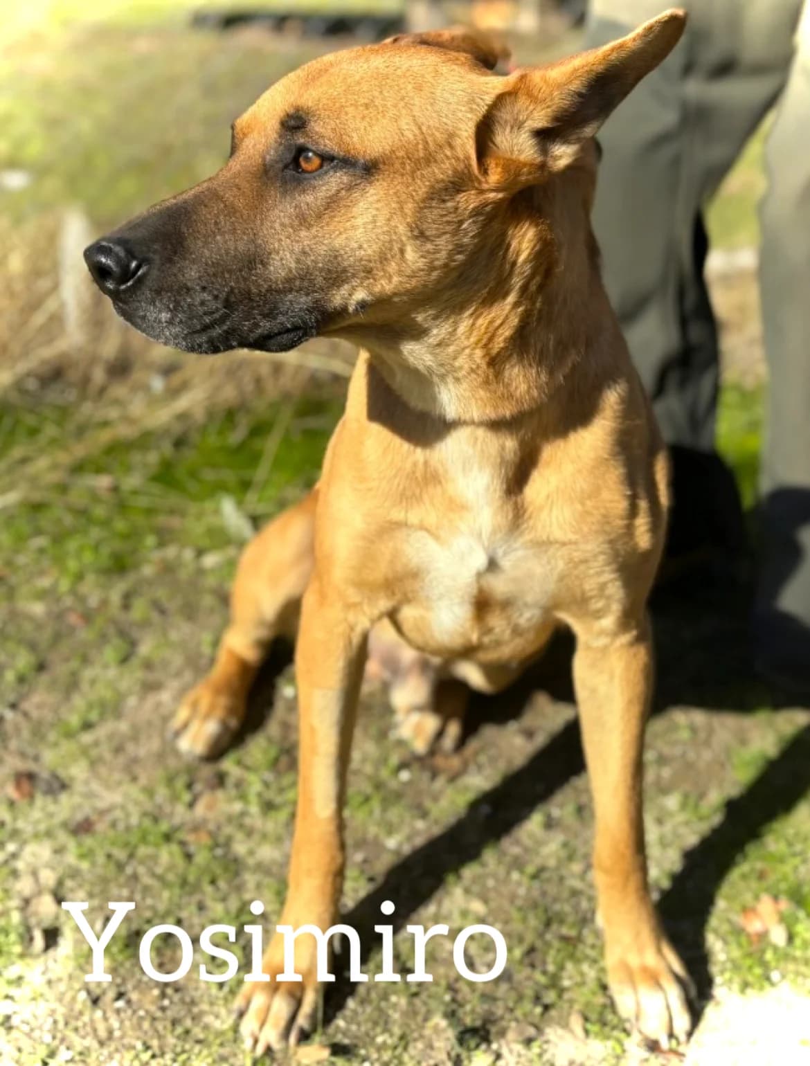 YOSIMIRO, male young Mixed Breed for adoption at DogHorseCity, Toledo