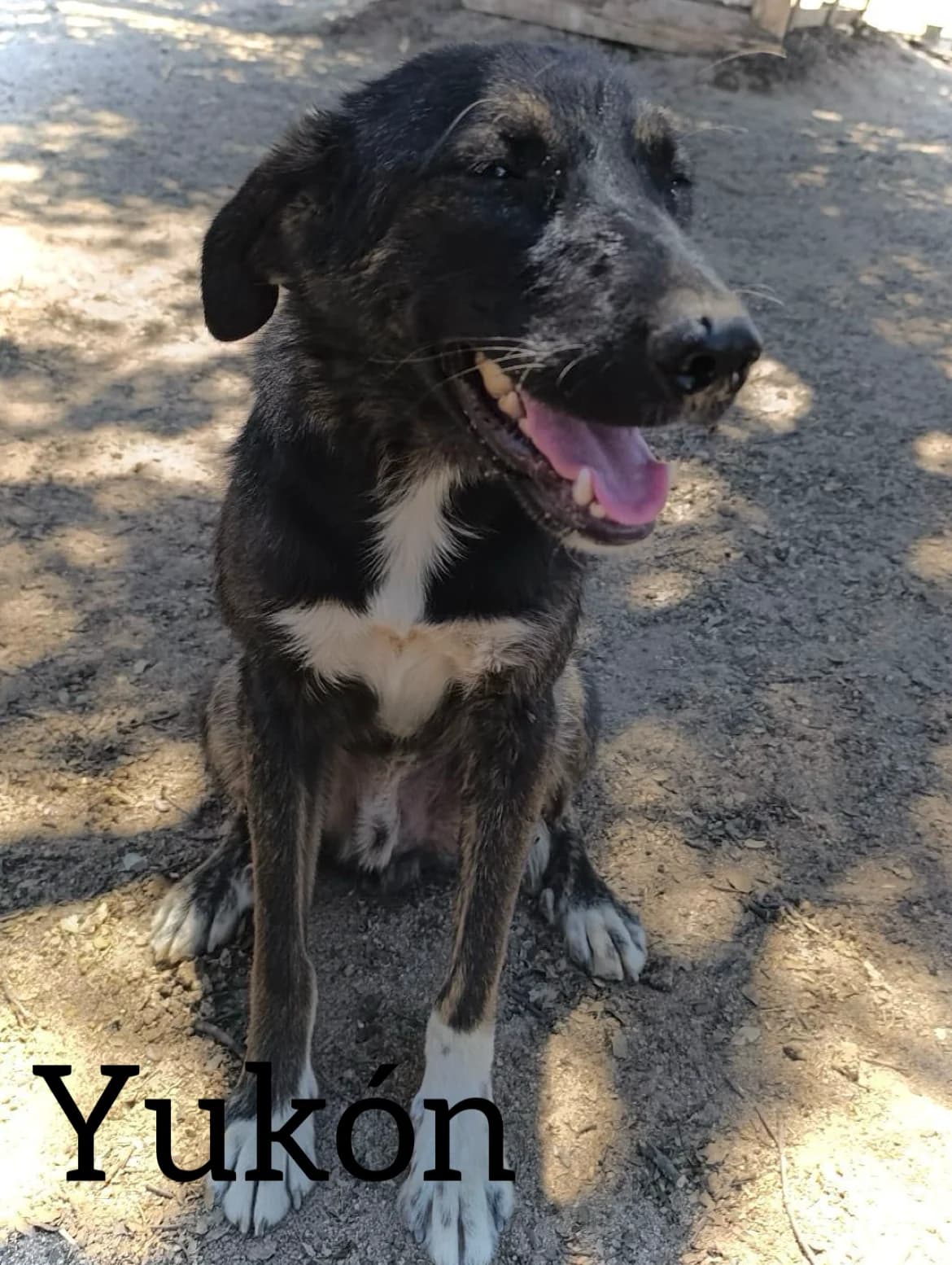 YUKON, male 3yo Mixed Breed for adoption at DogHorseCity, Toledo