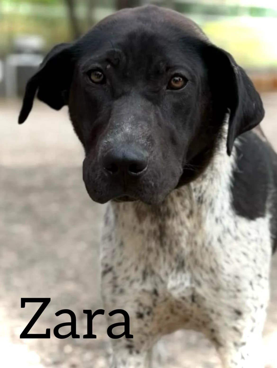 ZARA, female young Pointer for adoption at DogHorseCity, Toledo