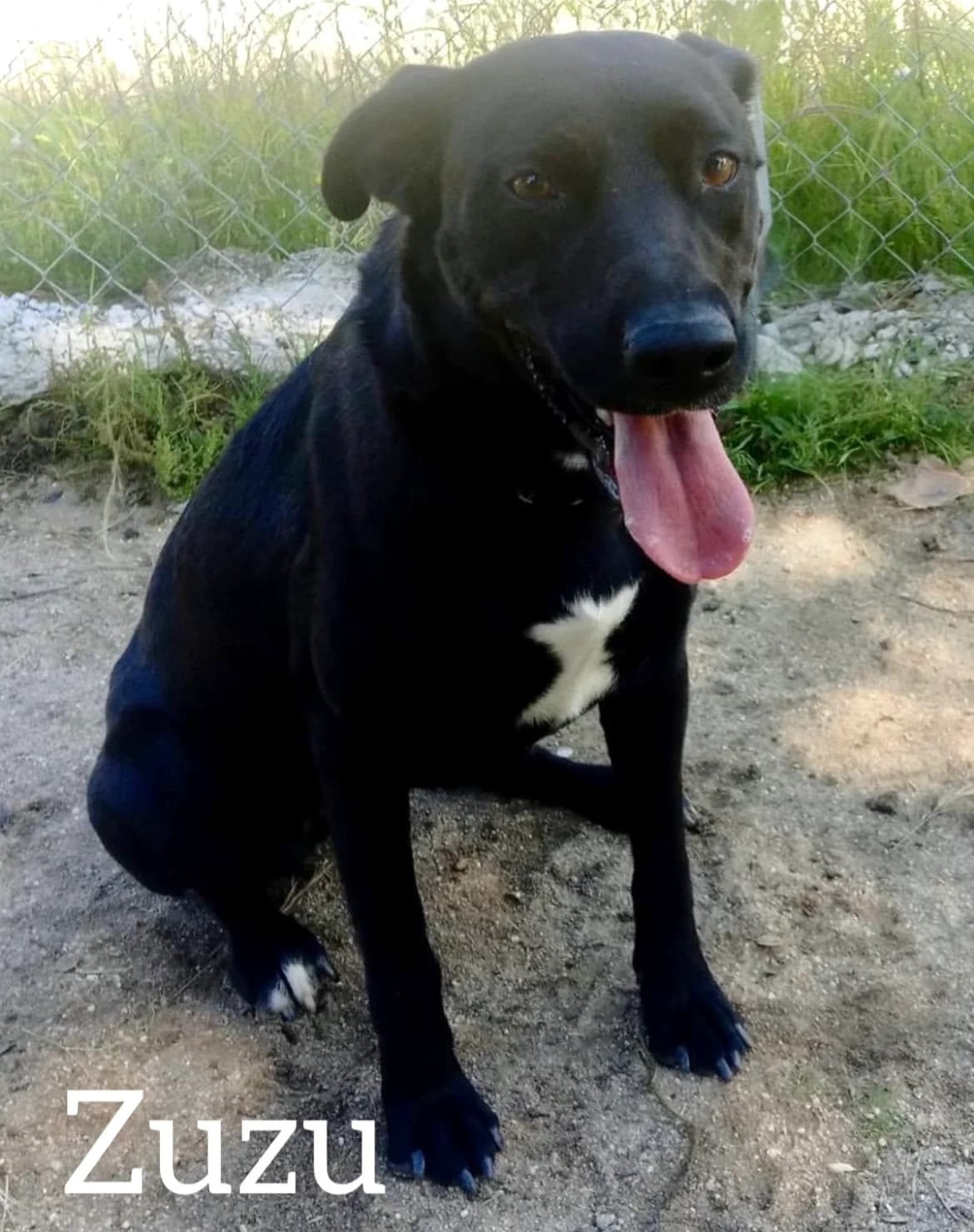 ZUZU, female 3yo Mixed Breed for adoption at DogHorseCity, Toledo