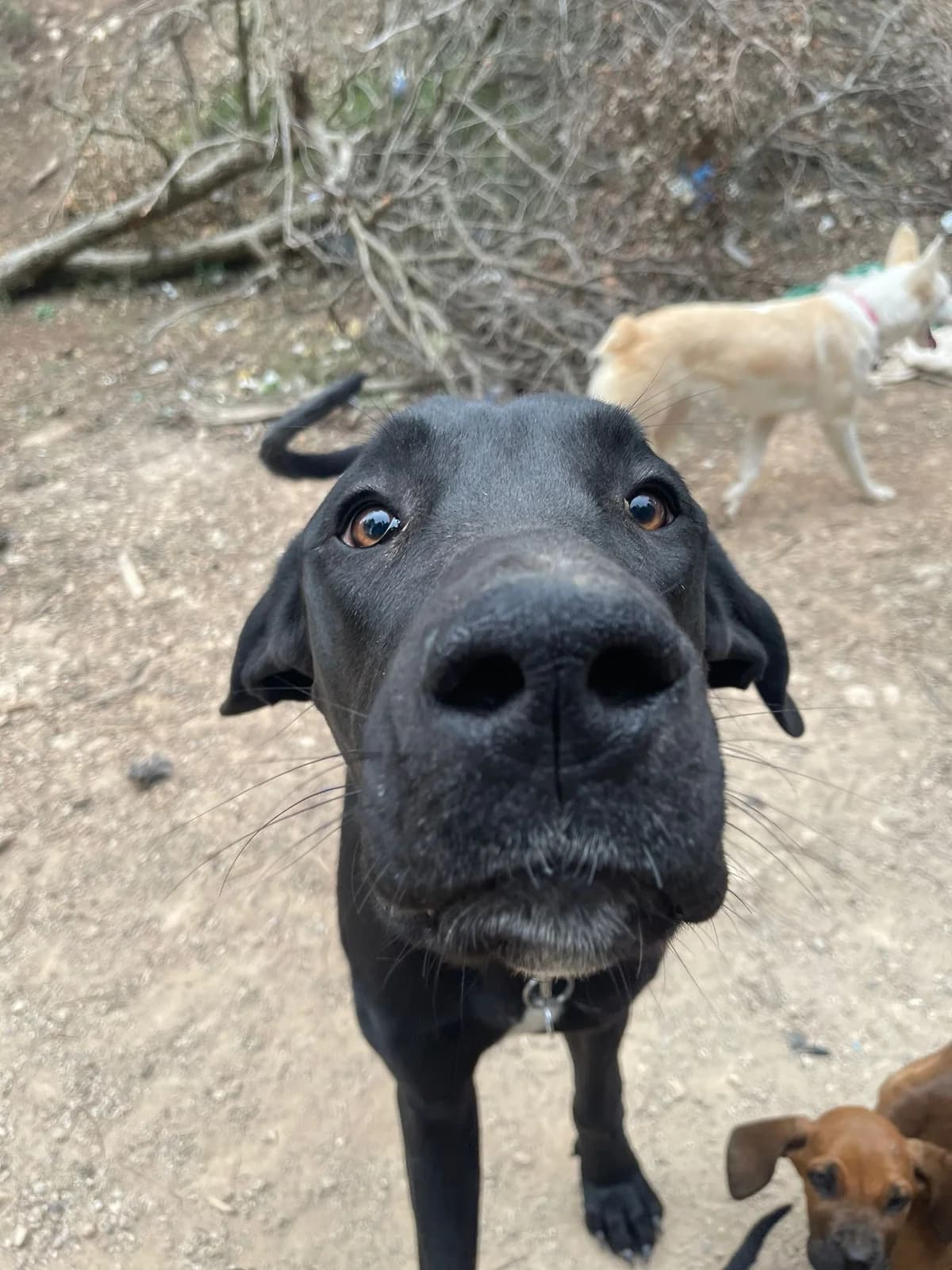 JOSELITO, puppy Mixed Breed for adoption at El Refugio de Lluna
