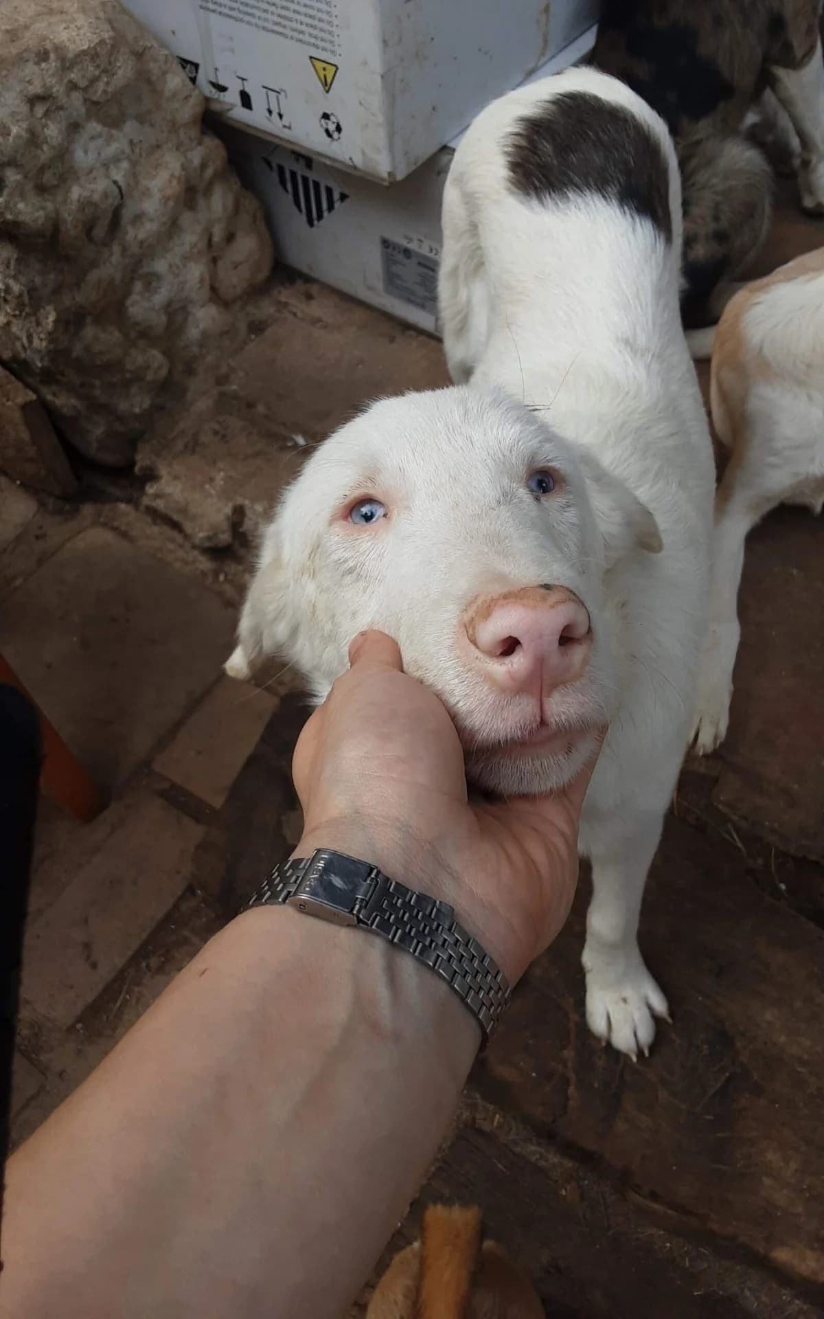 Don Limpio, young Border Collie for adoption at El Refugio de Lluna