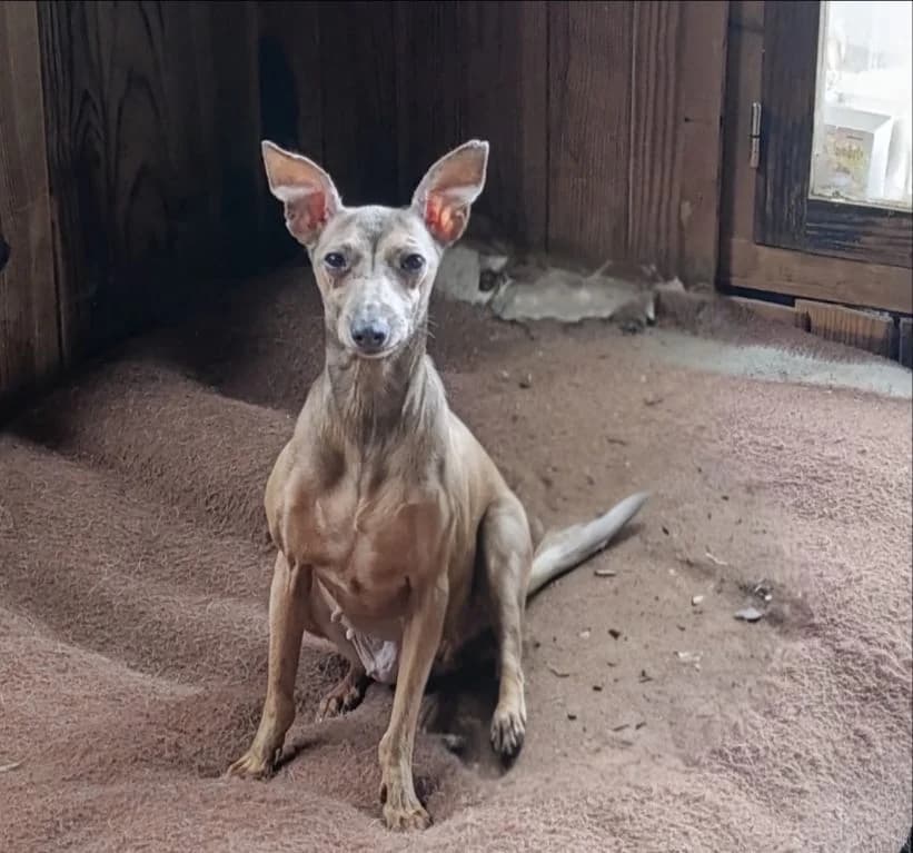 Irta,  5yo Mixed Breed for adoption at El Refugio de Lluna